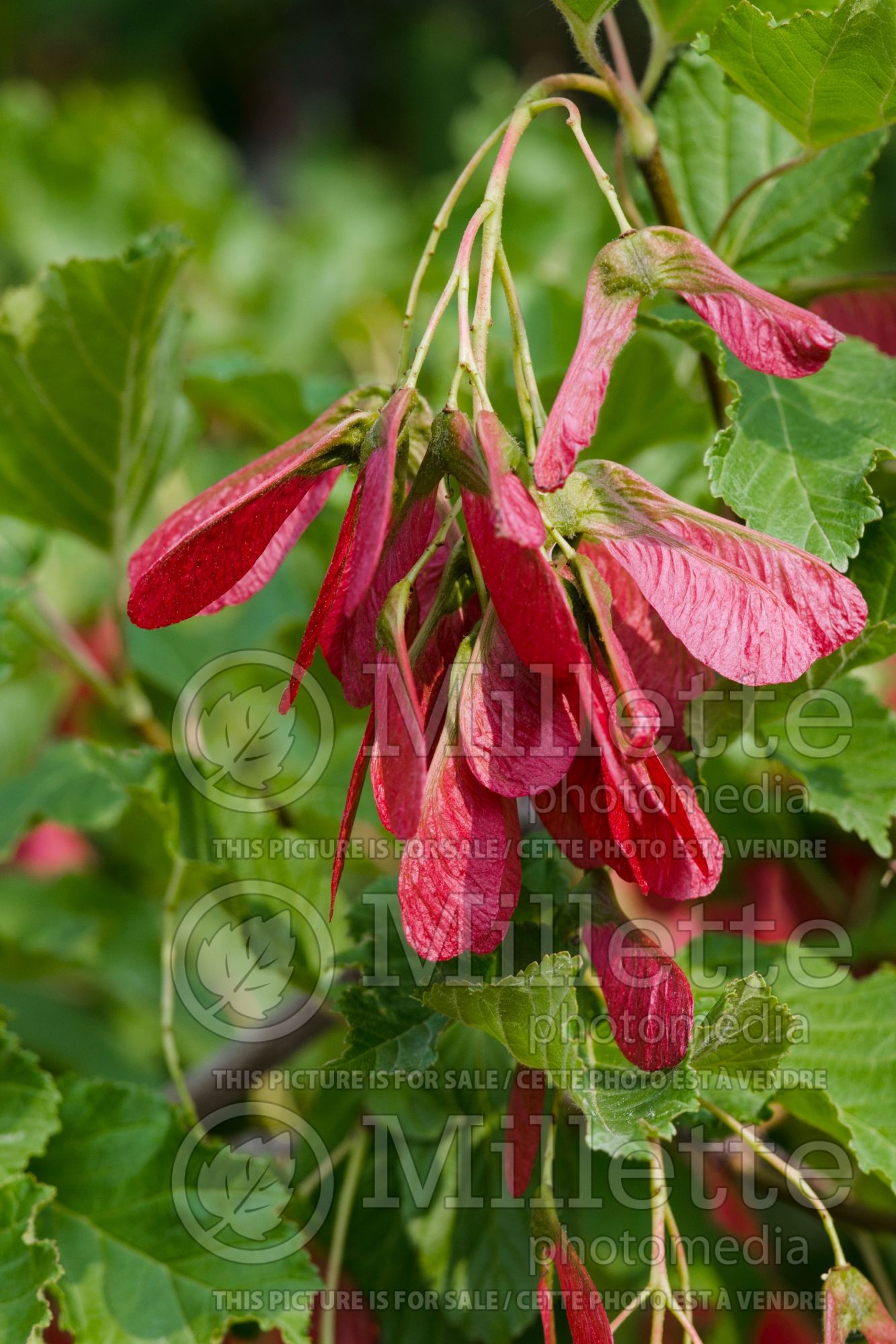 Acer Hot Wings aka Garann (Tatarian maple) 7
