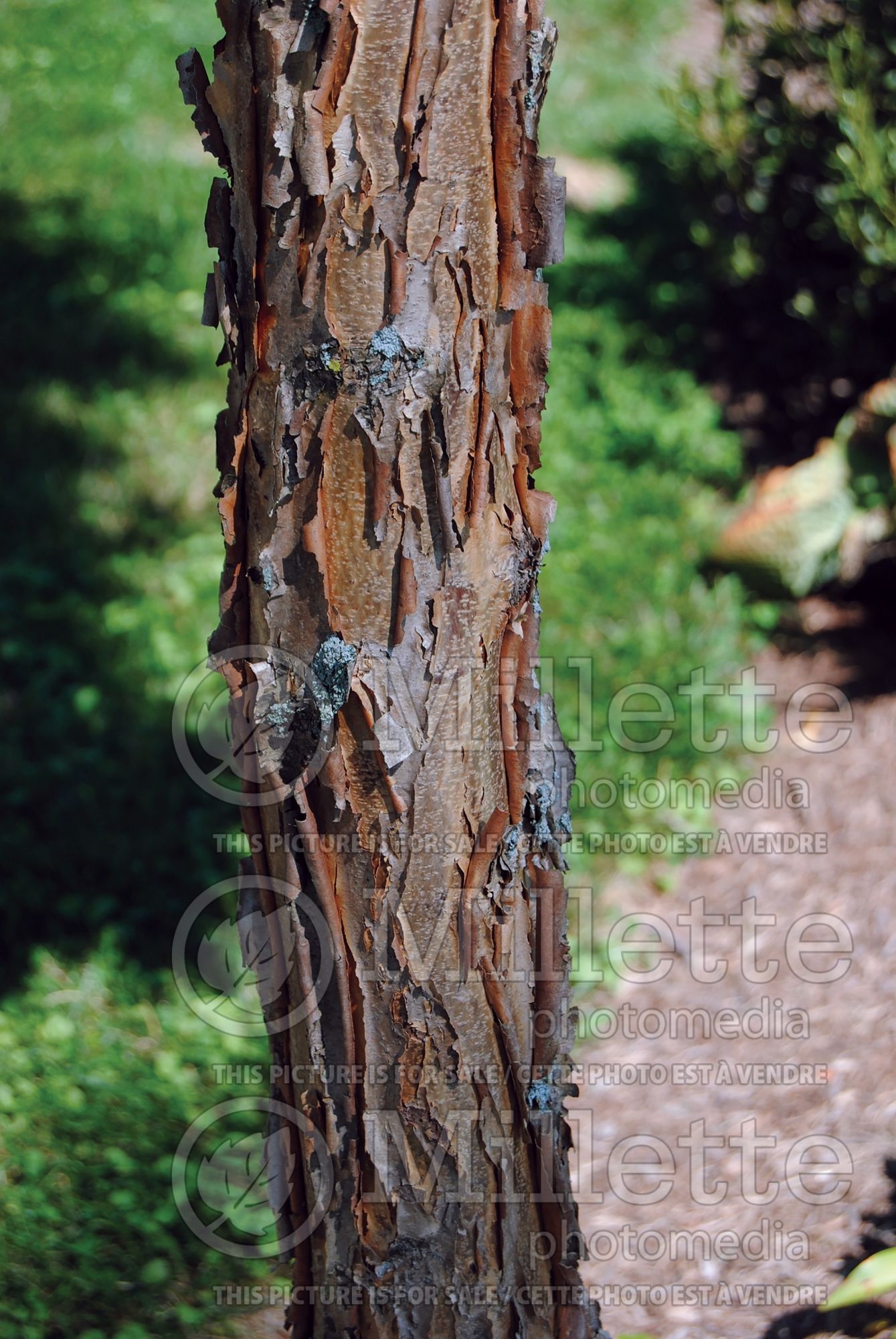 Acer triflorum – Bark (three-flowered maple) 3