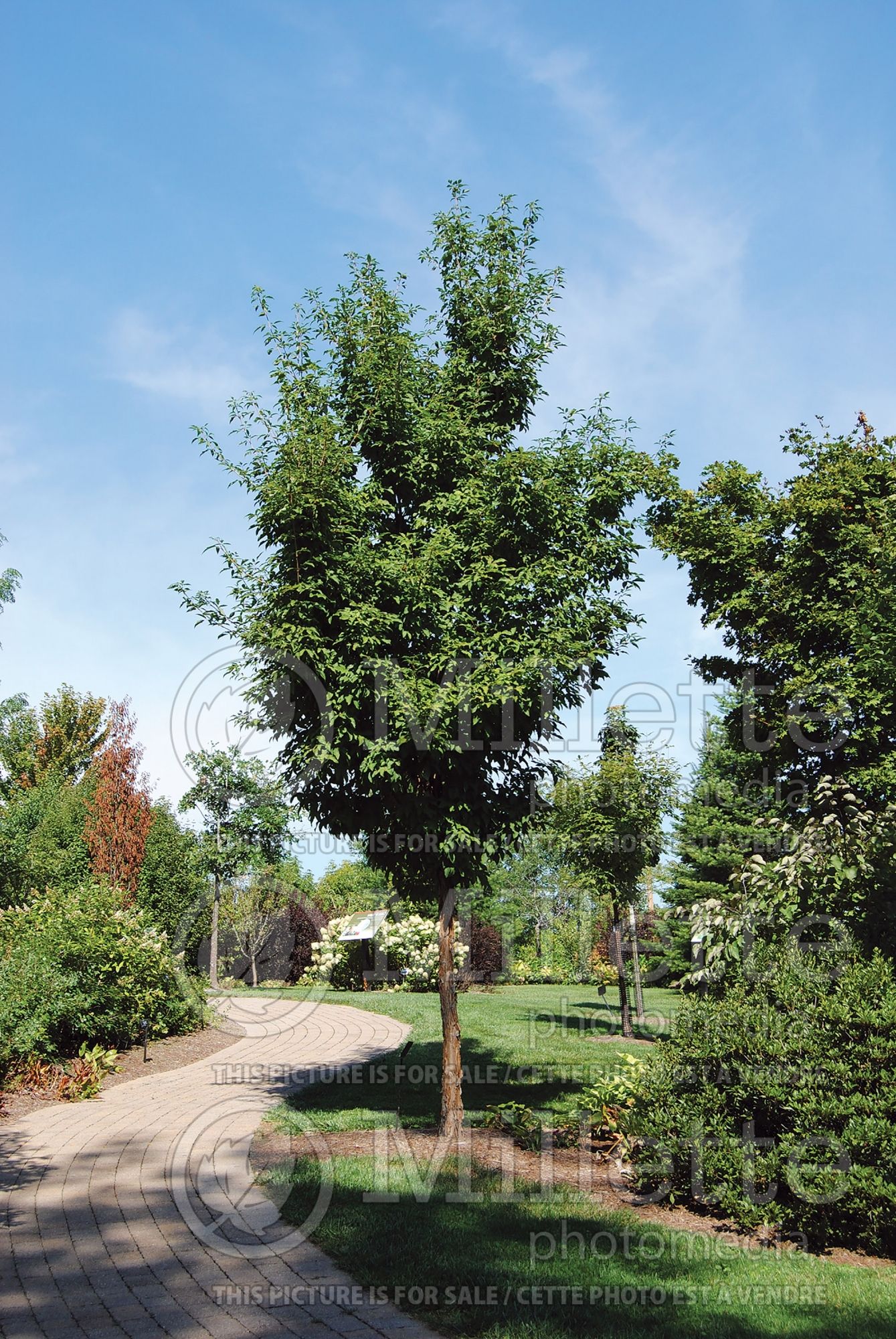 Acer triflorum (three-flowered maple) 4