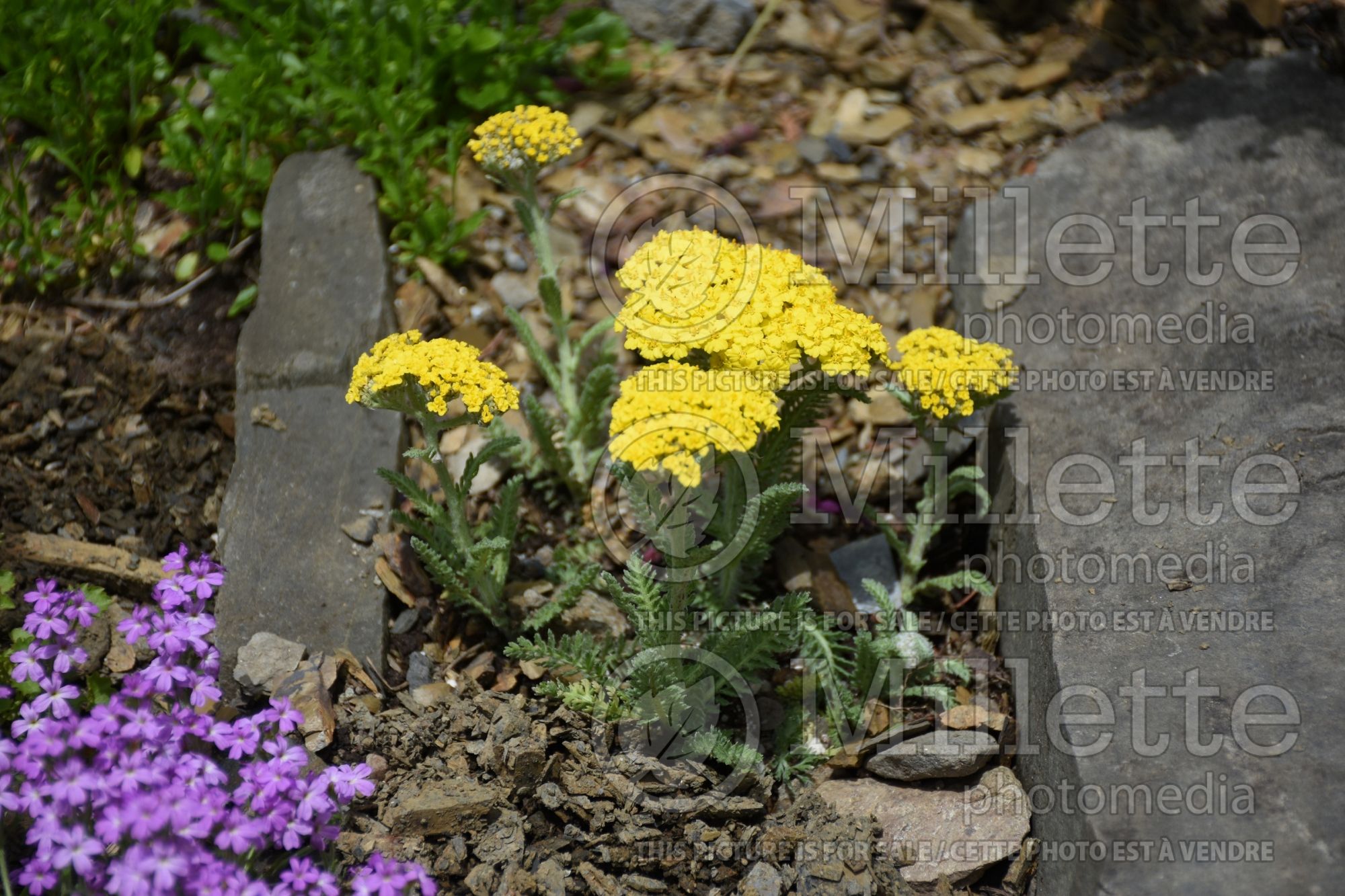 Achillea Little Moonshine (Yarrow) 2