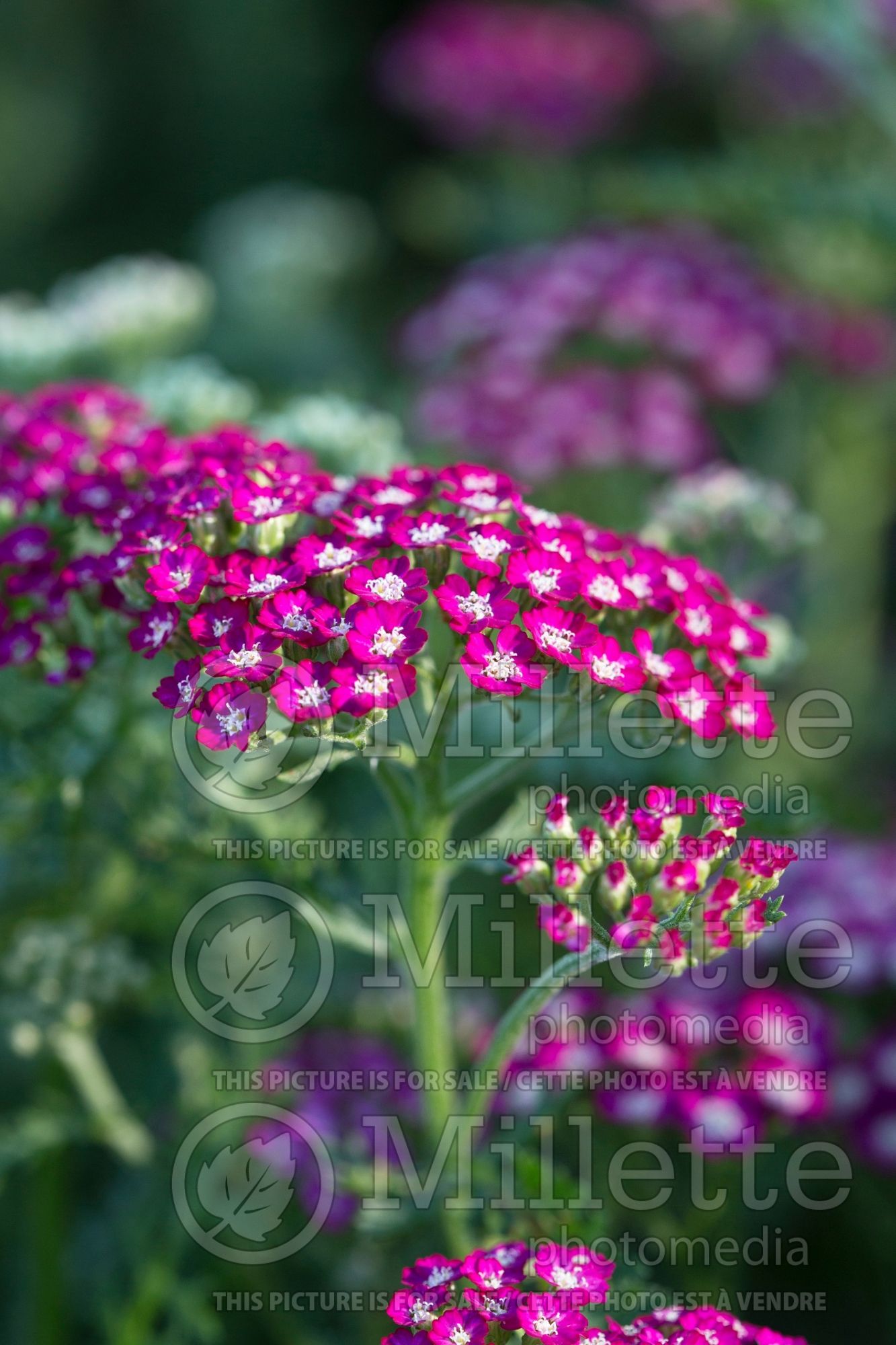 Achillea New Vintage Violet (Yarrow) 5