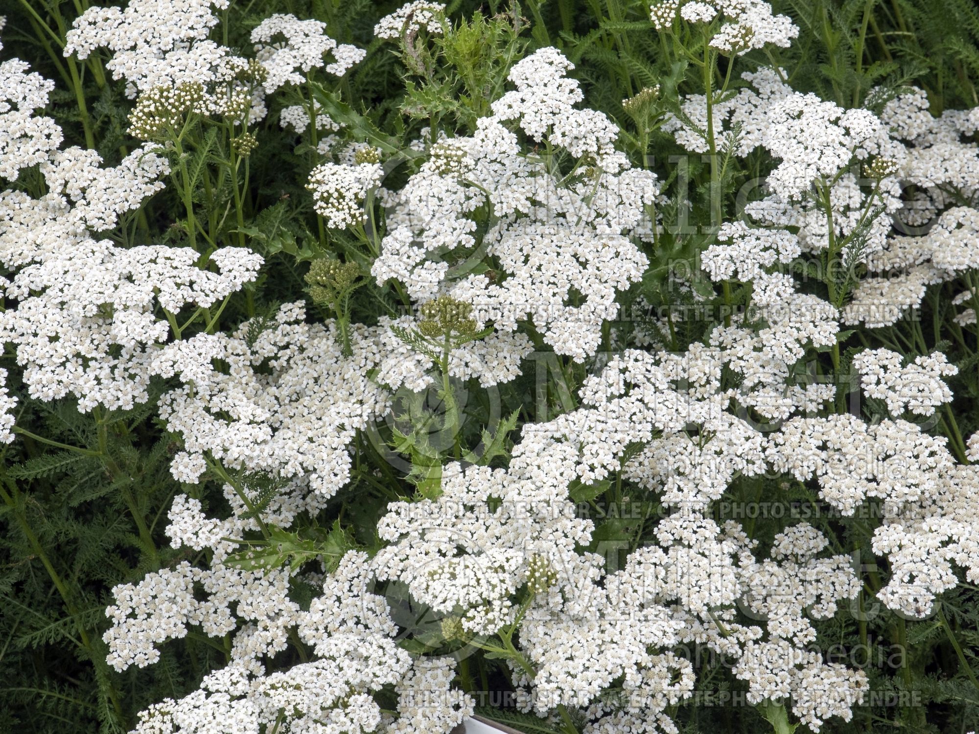 Achillea New Vintage White (Yarrow) 3