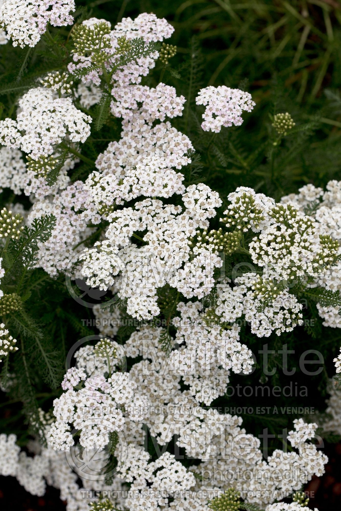 Achillea New Vintage White (Yarrow) 1