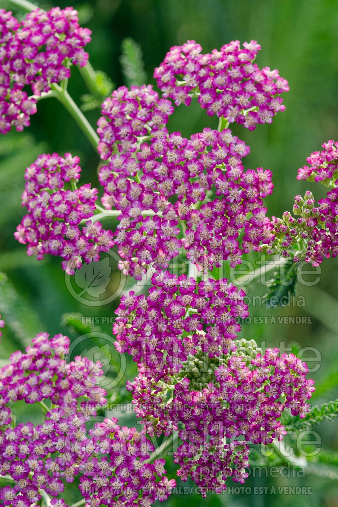 Achillea Oertel's Rose (Yarrow) 4