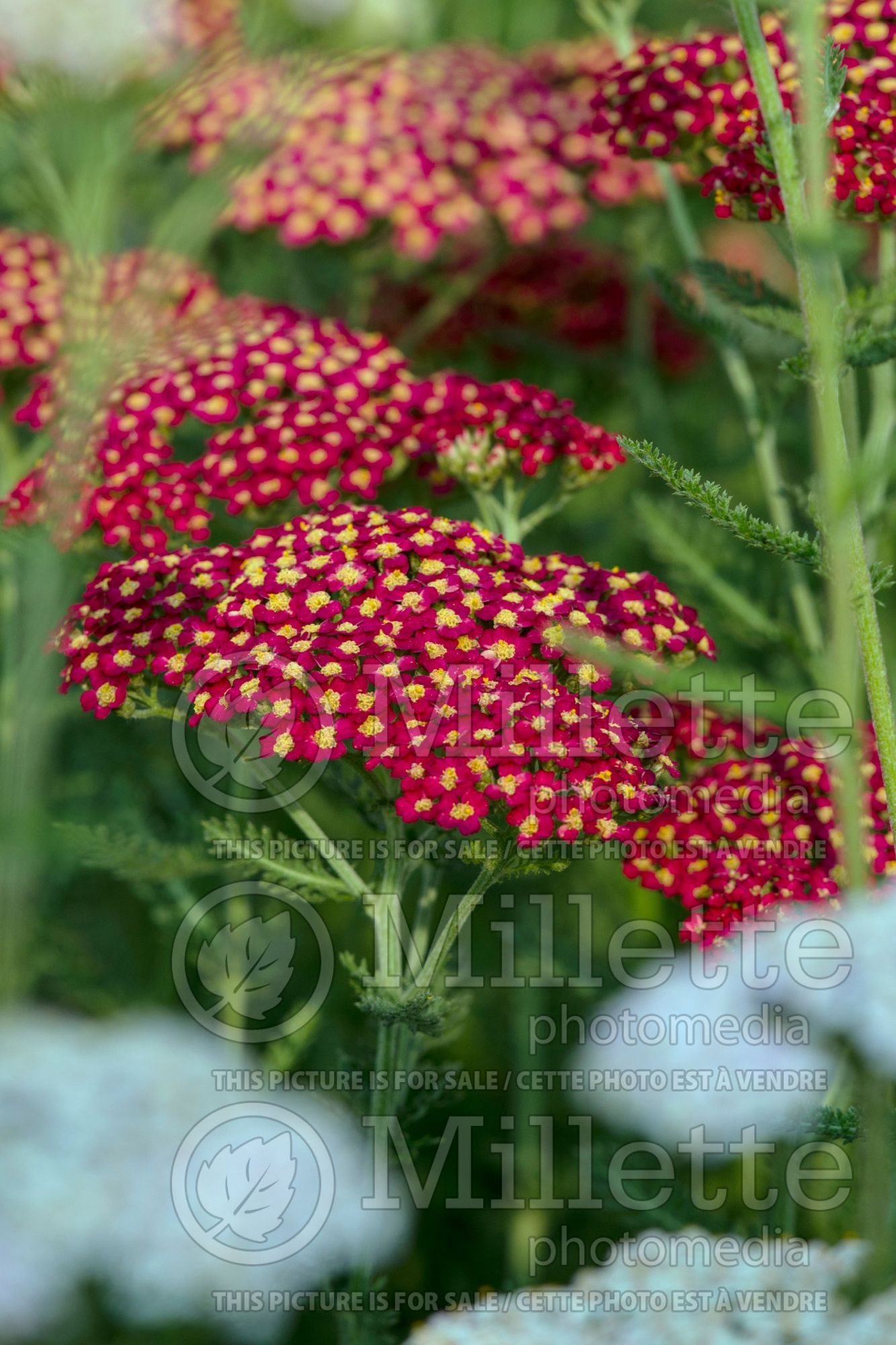 Achillea Paprika (Yarrow) 7
