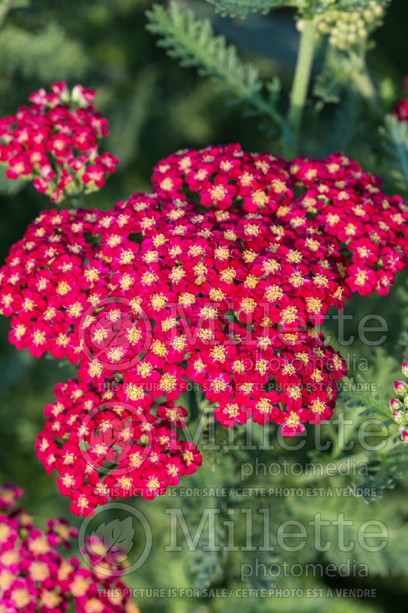 Achillea Red Velvet (Yarrow) 6