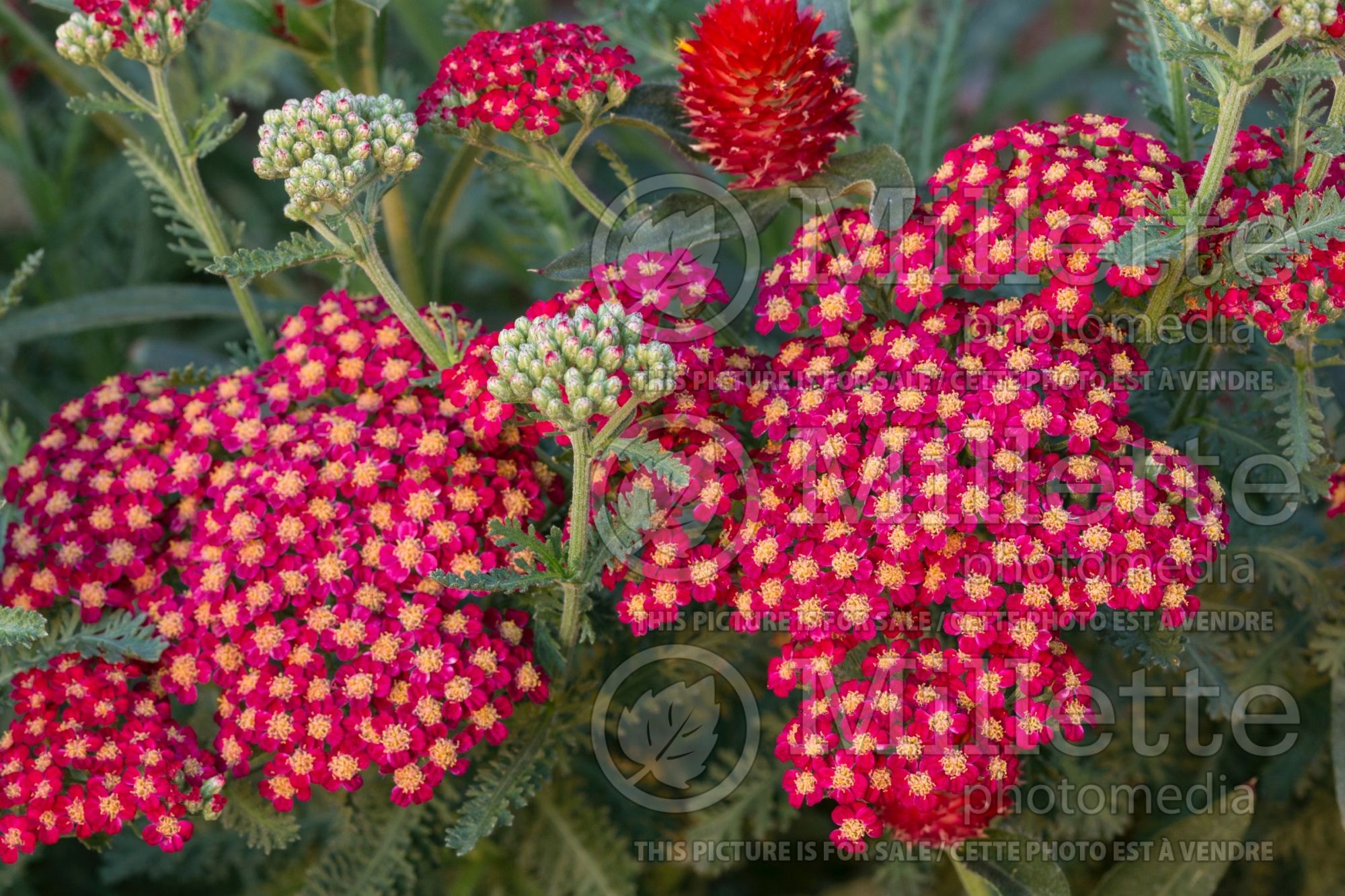 Achillea Red Velvet (Yarrow) 7