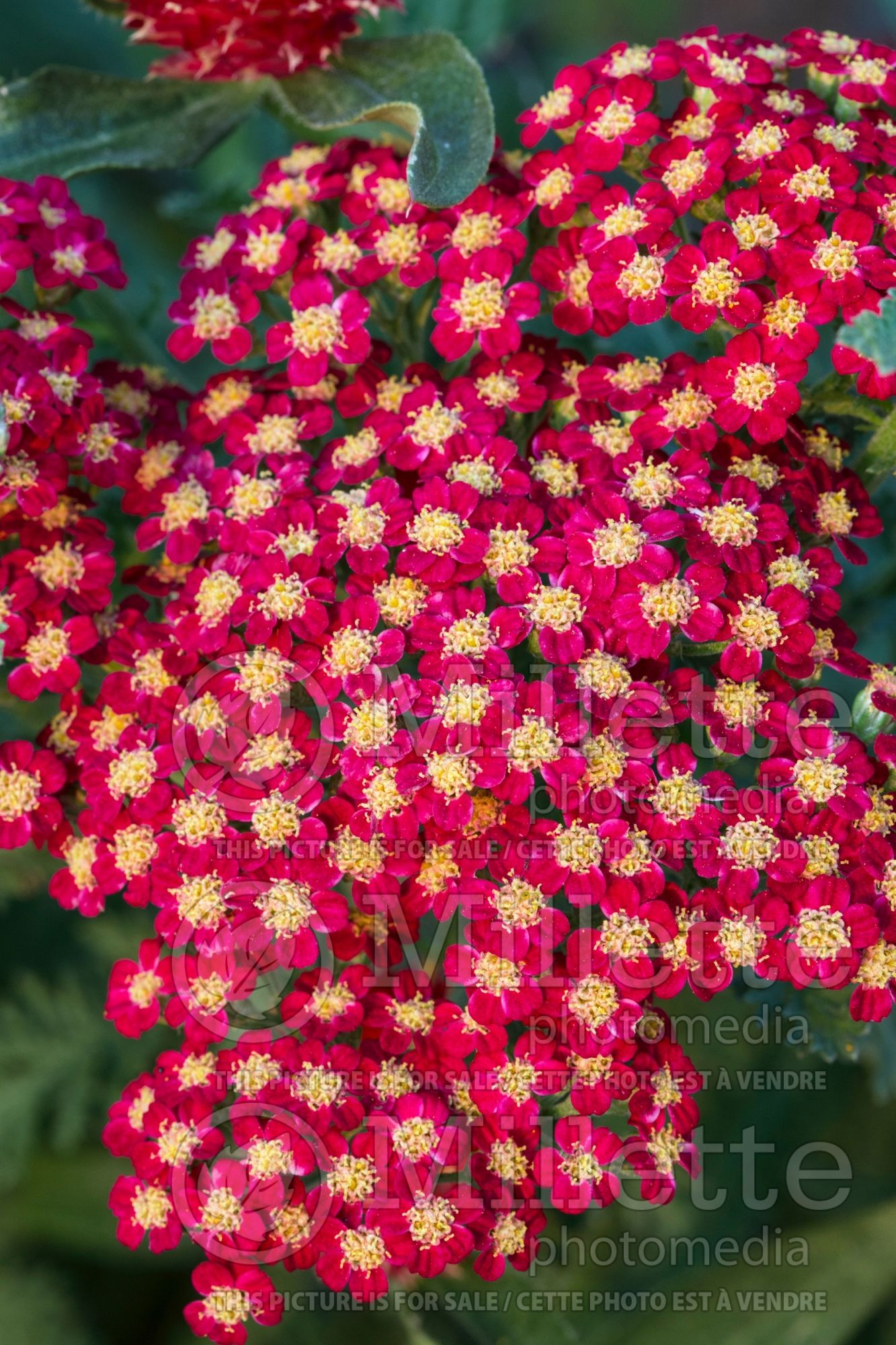 Achillea Red Velvet (Yarrow) 8