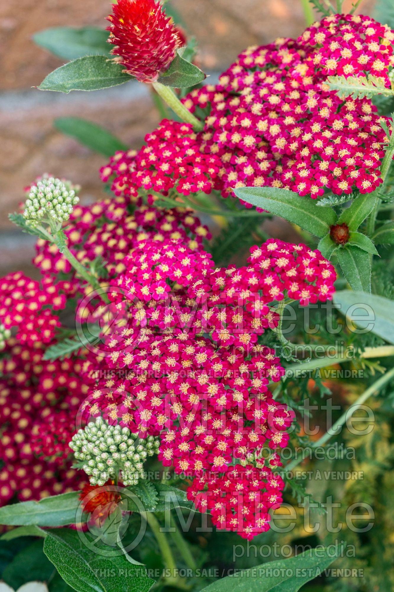 Achillea Red Velvet (Yarrow) 9