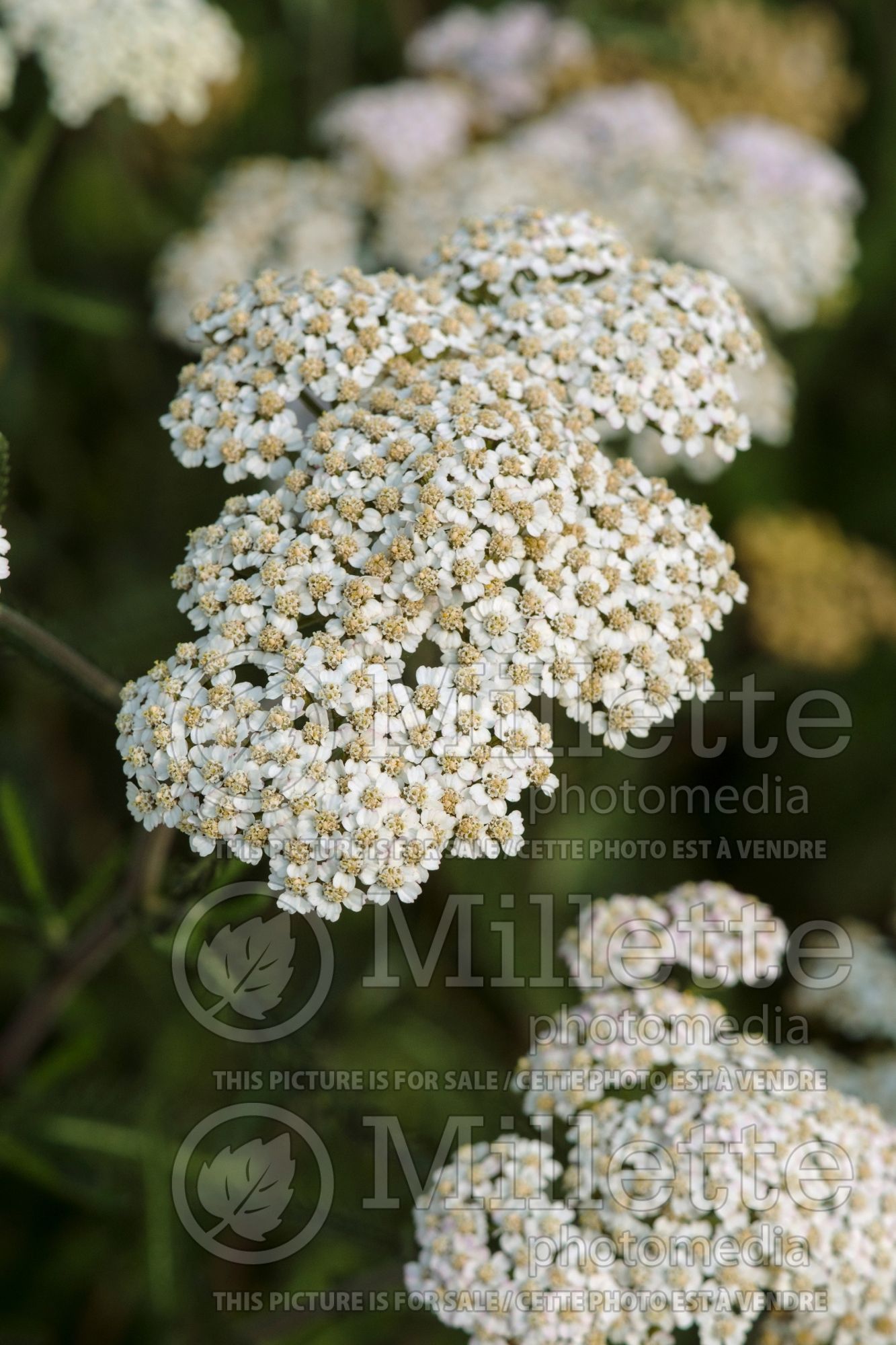 Achillea White Beauty (Yarrow) 1