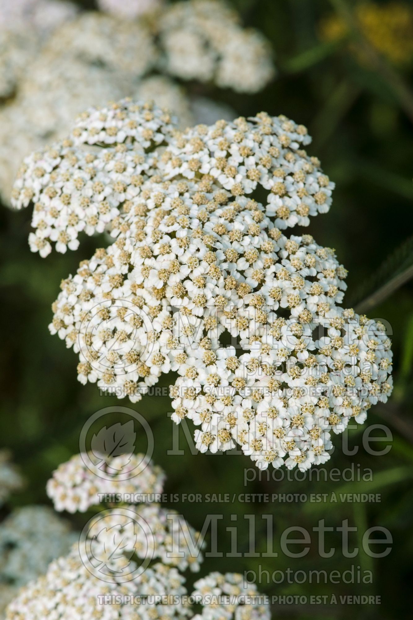 Achillea White Beauty (Yarrow) 2