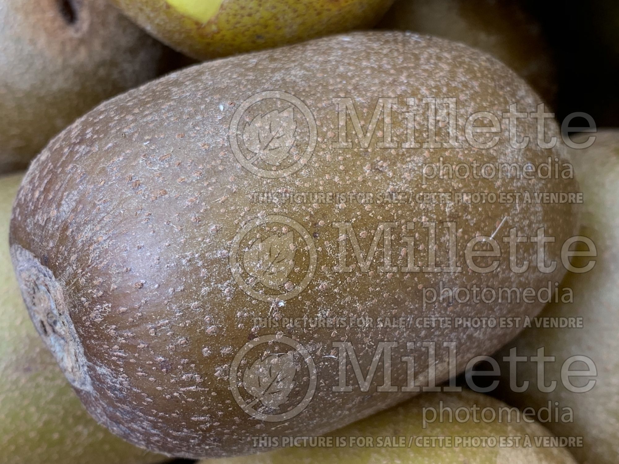 Actinidia SunGold (Kiwi Vine) 1