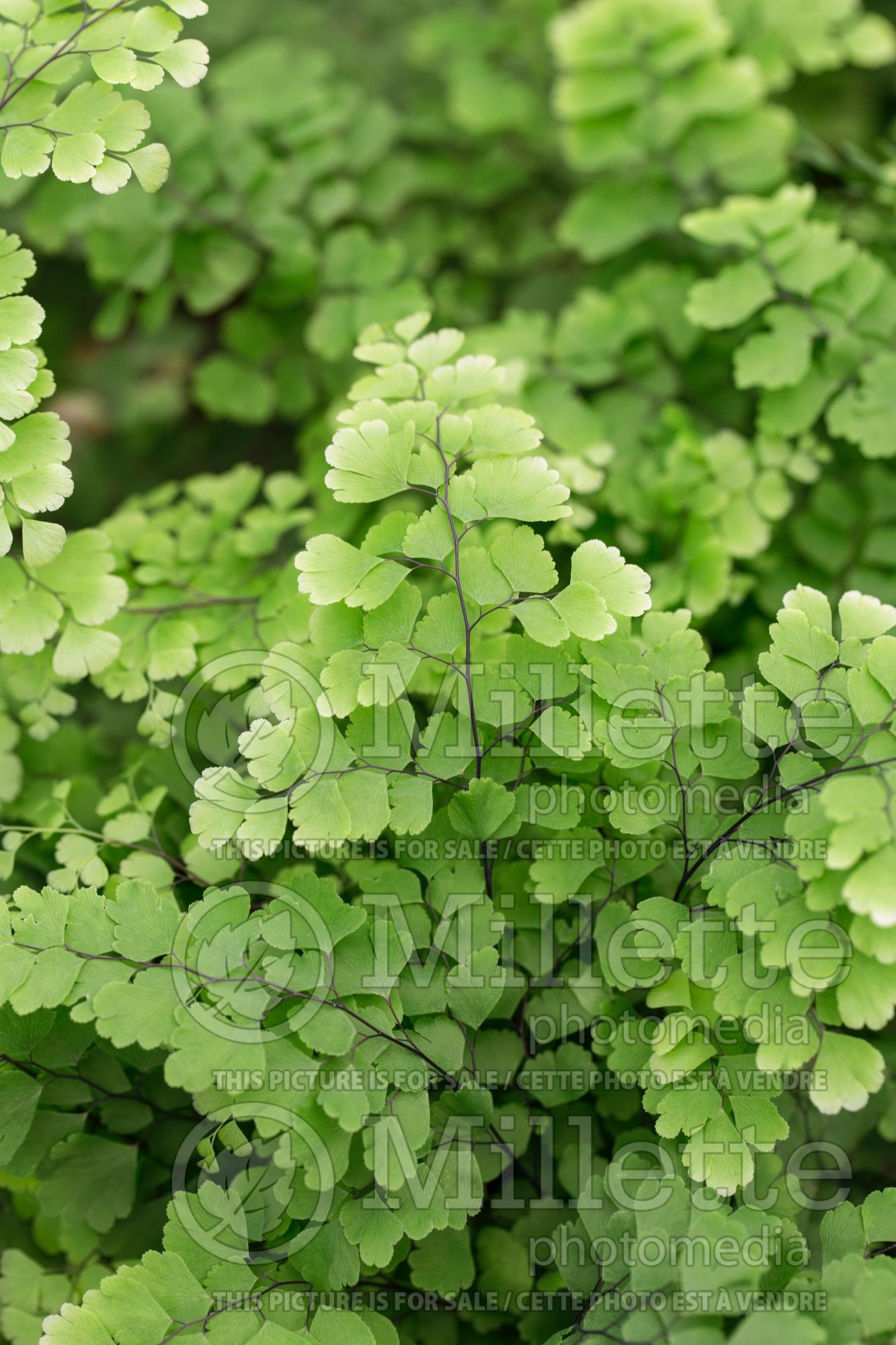 Adiantum Fritz Luthi (Delta maidenhair fern) 1