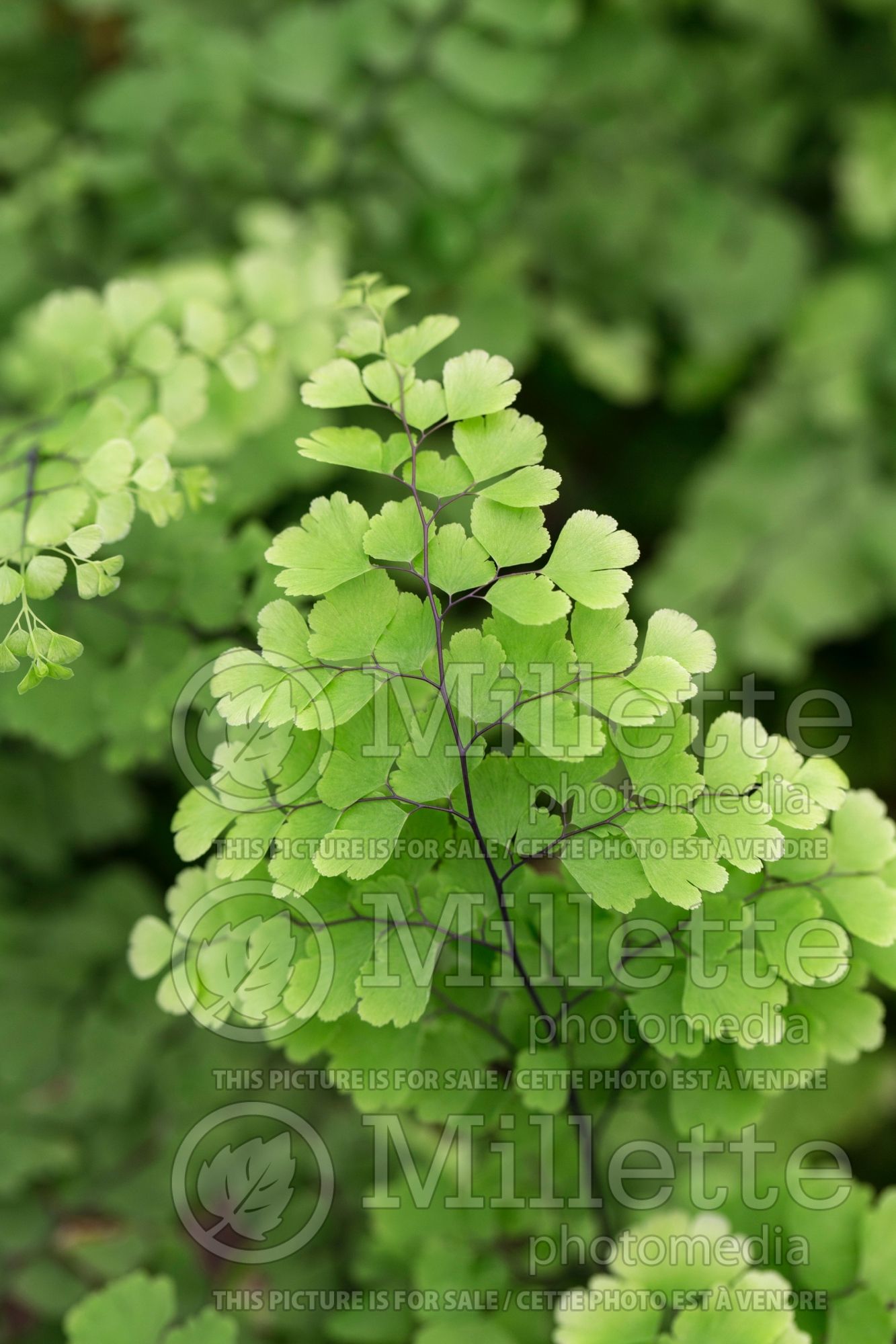 Adiantum Fritz Luthi (Delta maidenhair fern) 2