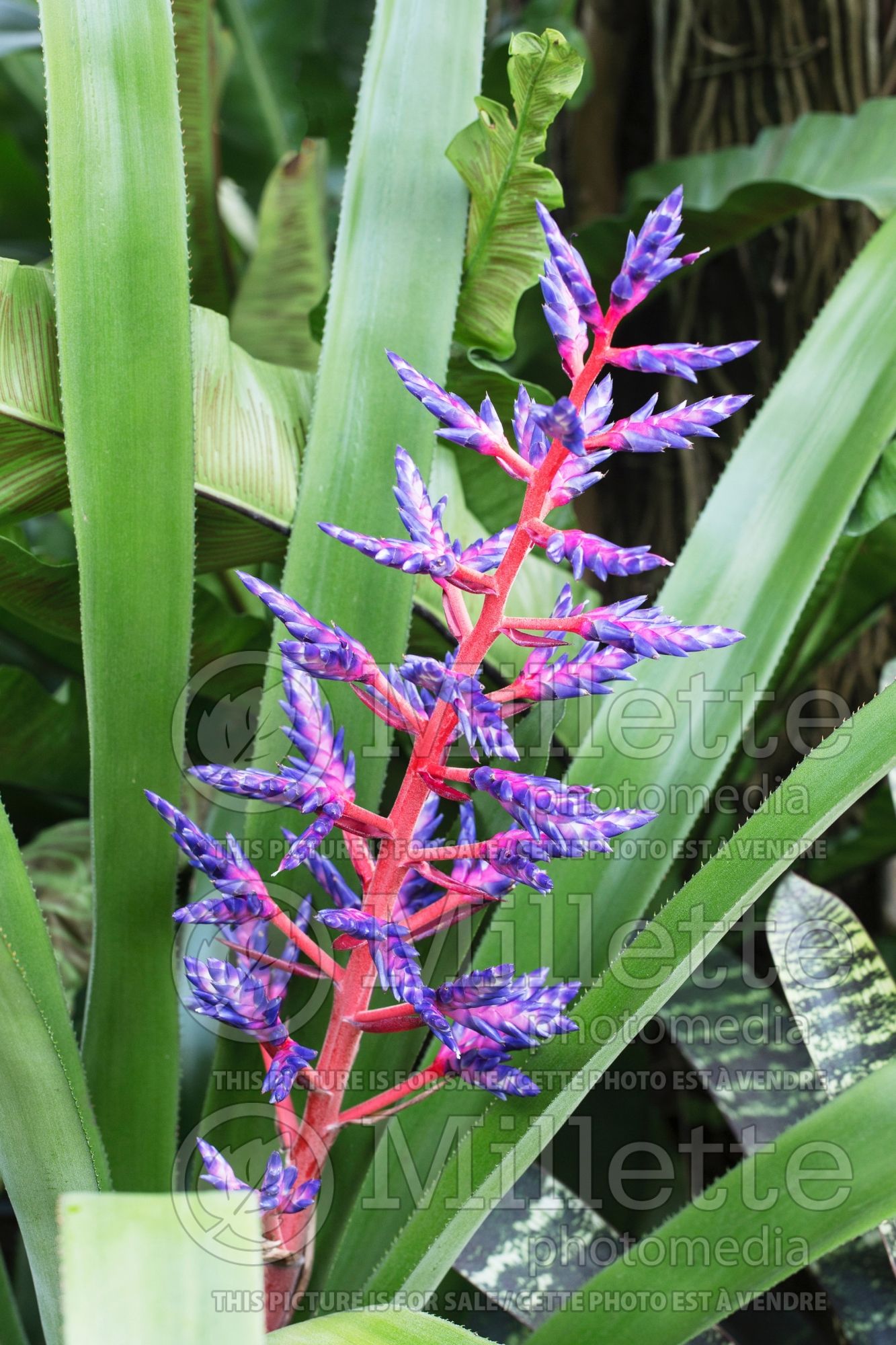 Aechmea Blue Tango (Dwarf Tree Aeonium Cactus) 2