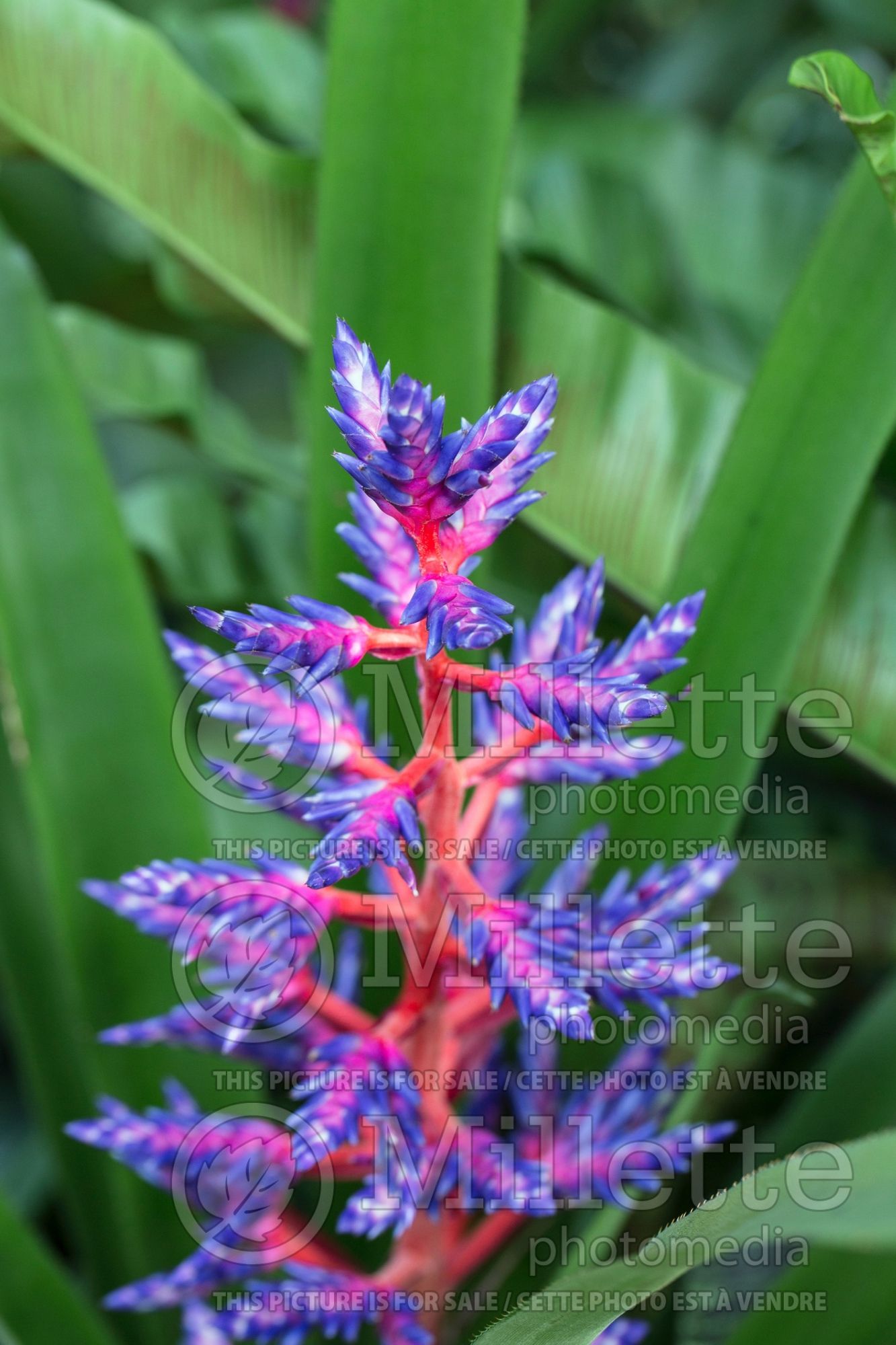 Aechmea Blue Tango (Dwarf Tree Aeonium Cactus) 4