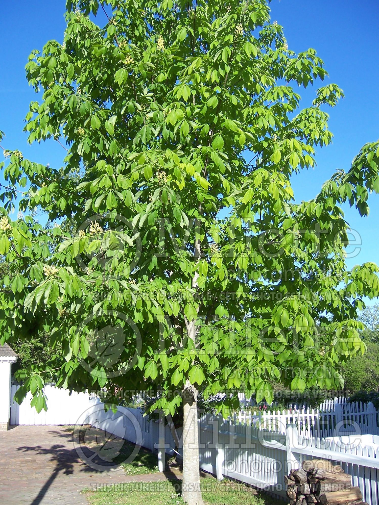 Aesculus flava (Buckeye) 3