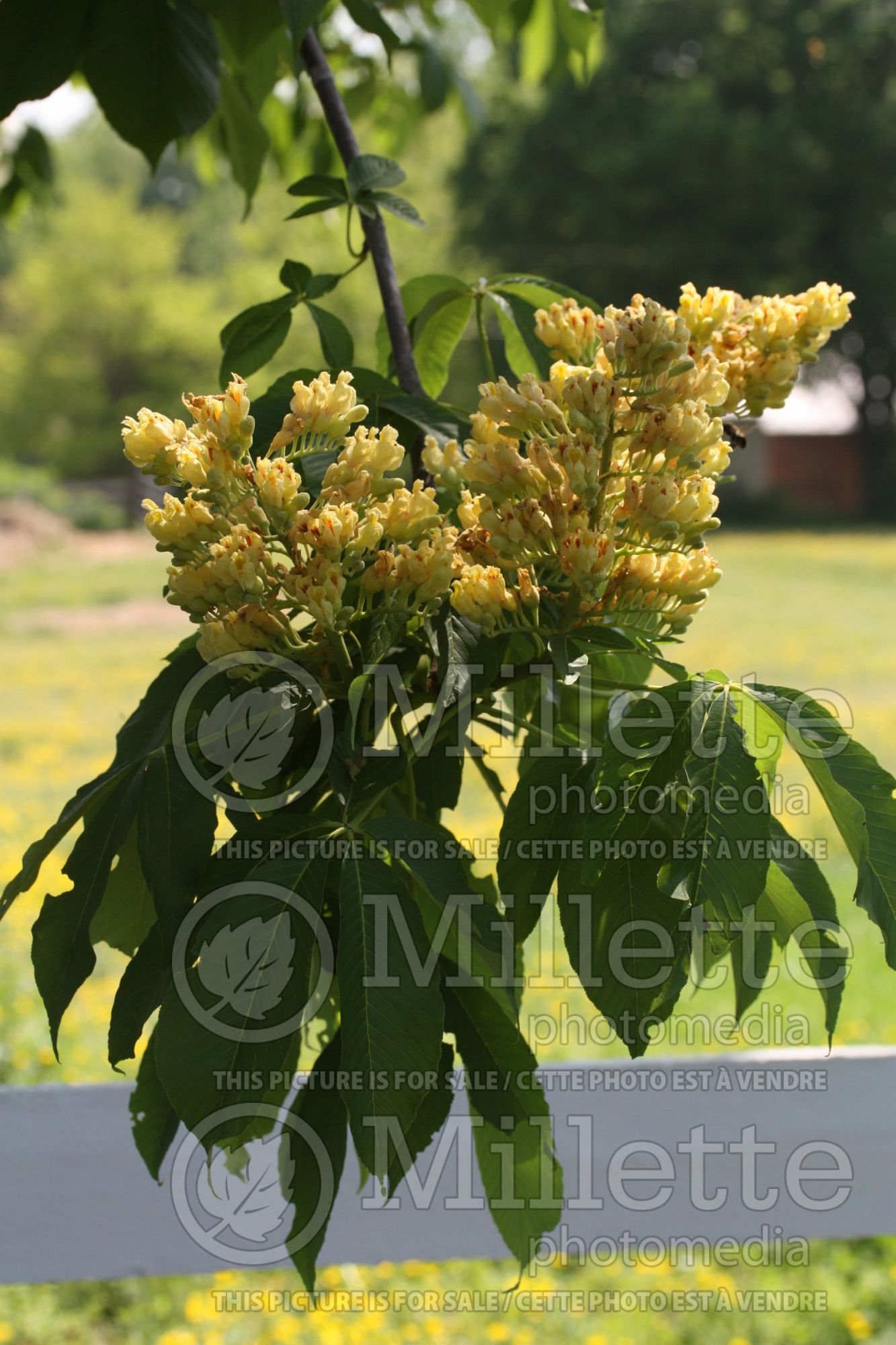 Aesculus flava (Buckeye) 4
