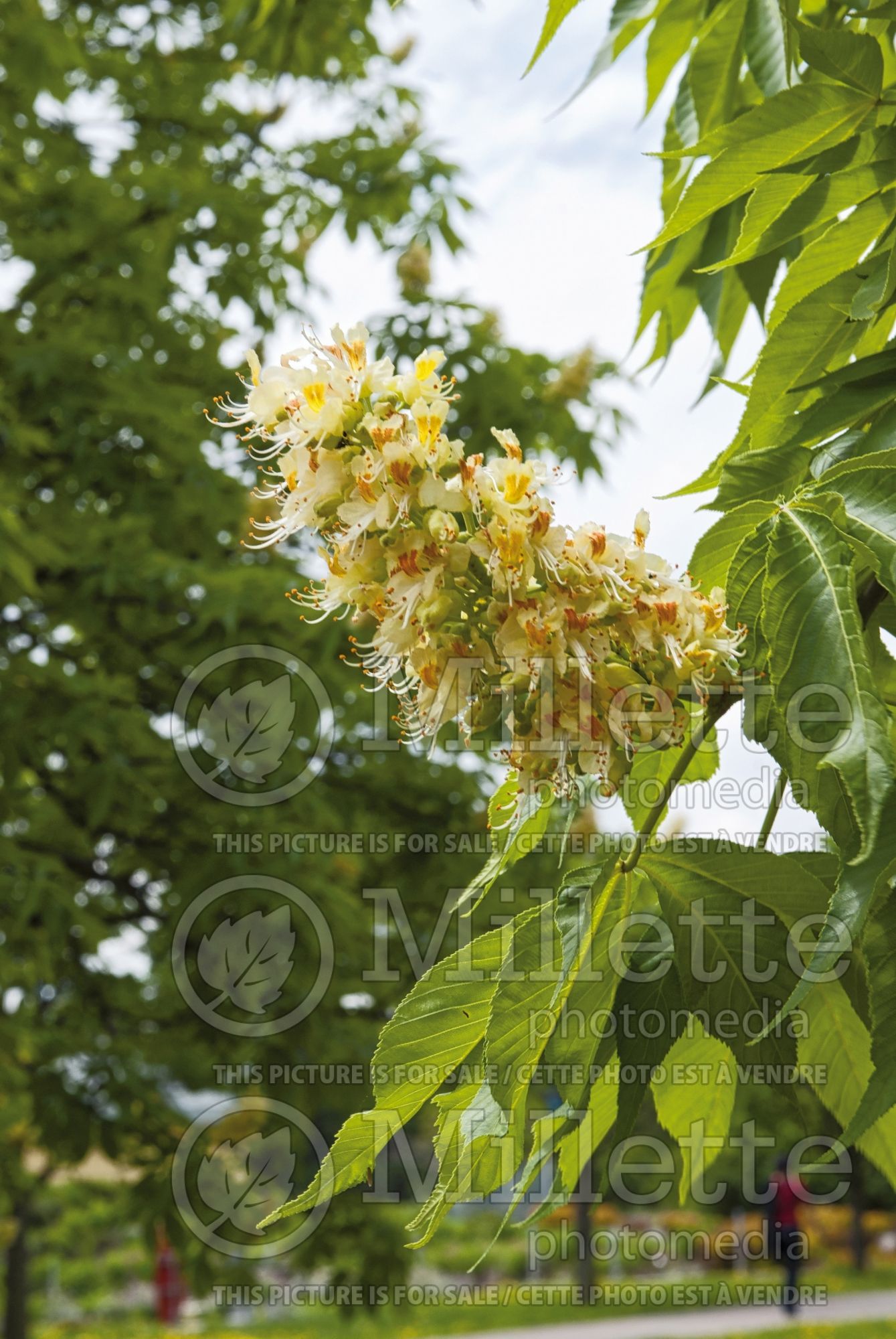 Aesculus glabra (Ohio buckeye, American buckeye, or fetid buckeye) 6
