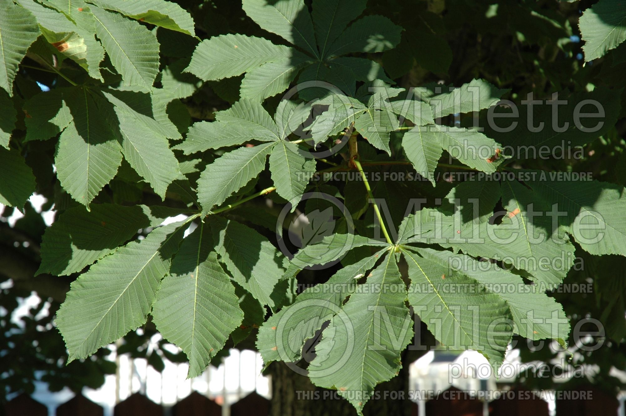 Aesculus glabra (Ohio buckeye, American buckeye, or fetid buckeye) 7