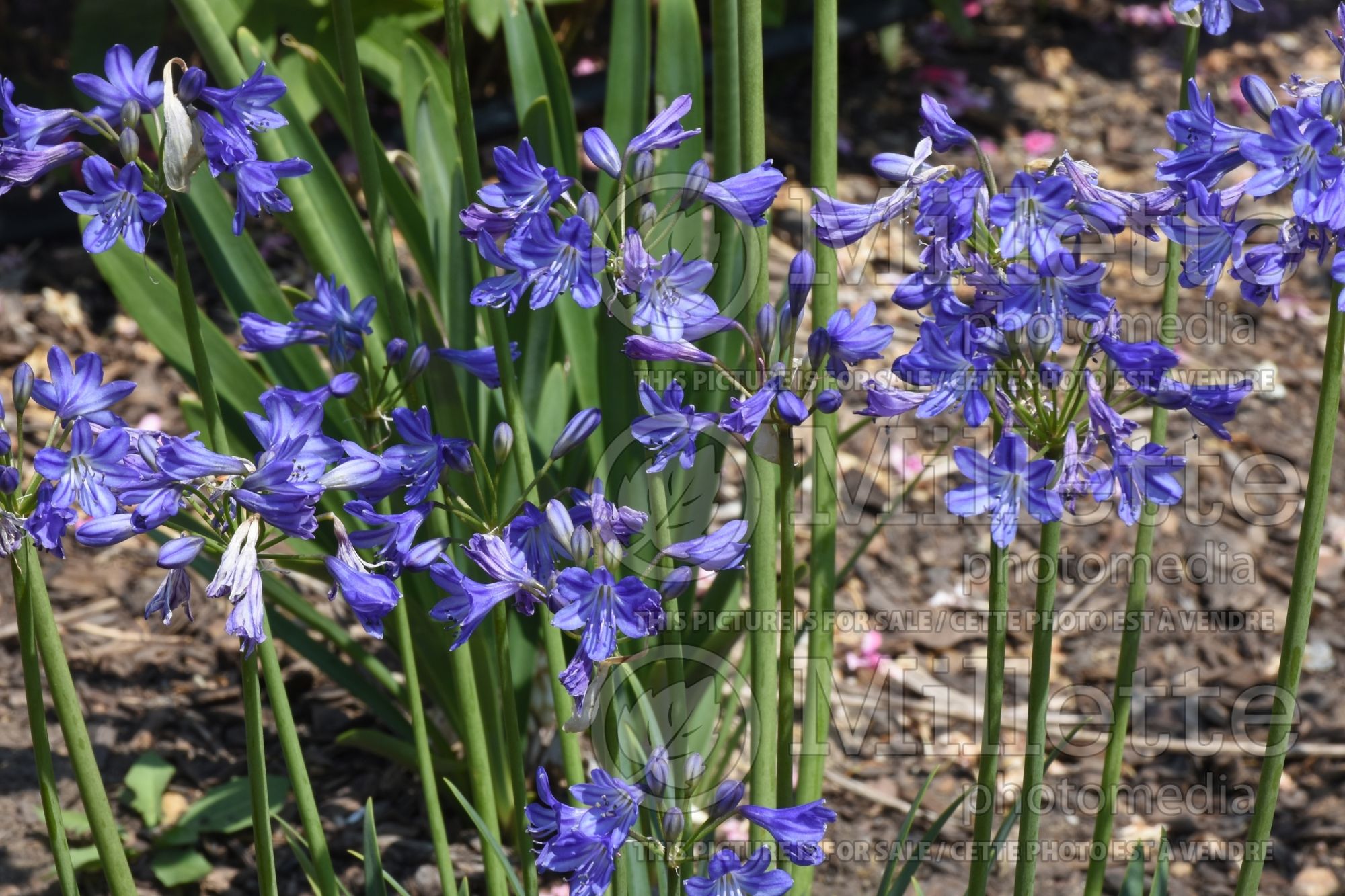 Agapanthus Little Galaxy (African Lily) 1