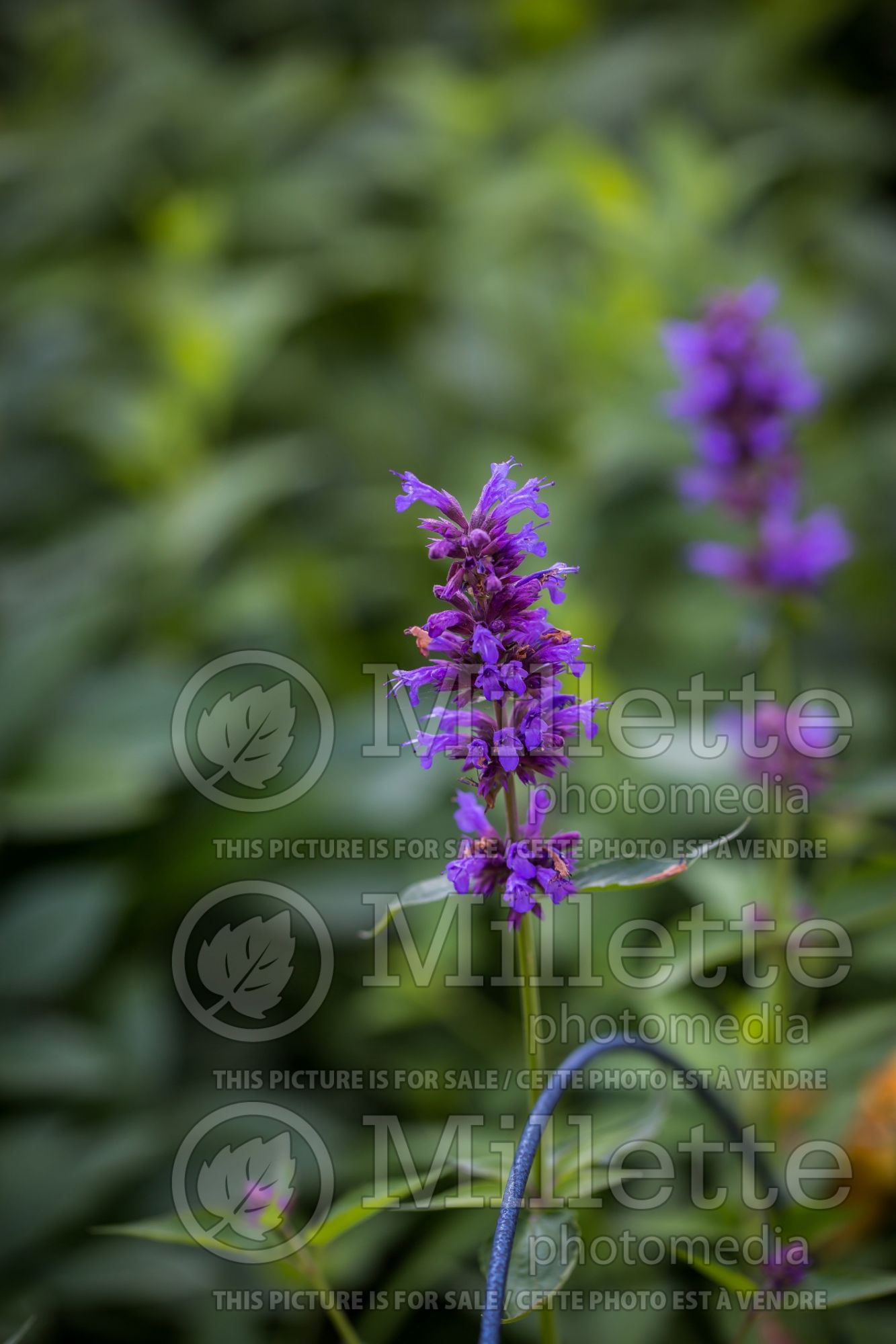Agastache Blue Boa (Hyssop) 9