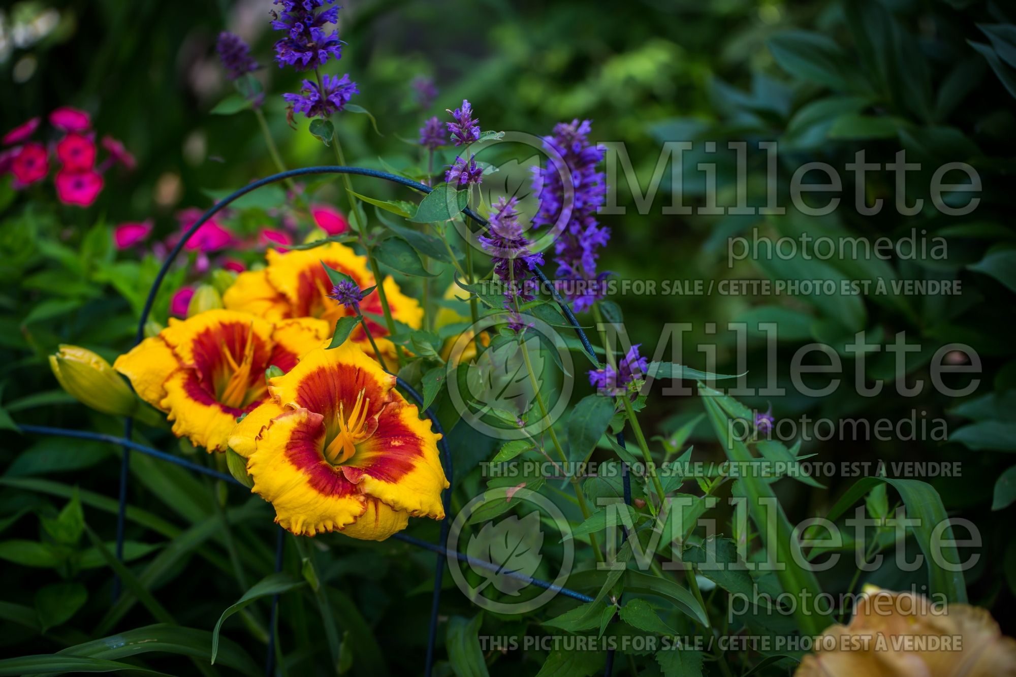 Agastache Blue Boa (Hyssop) 10