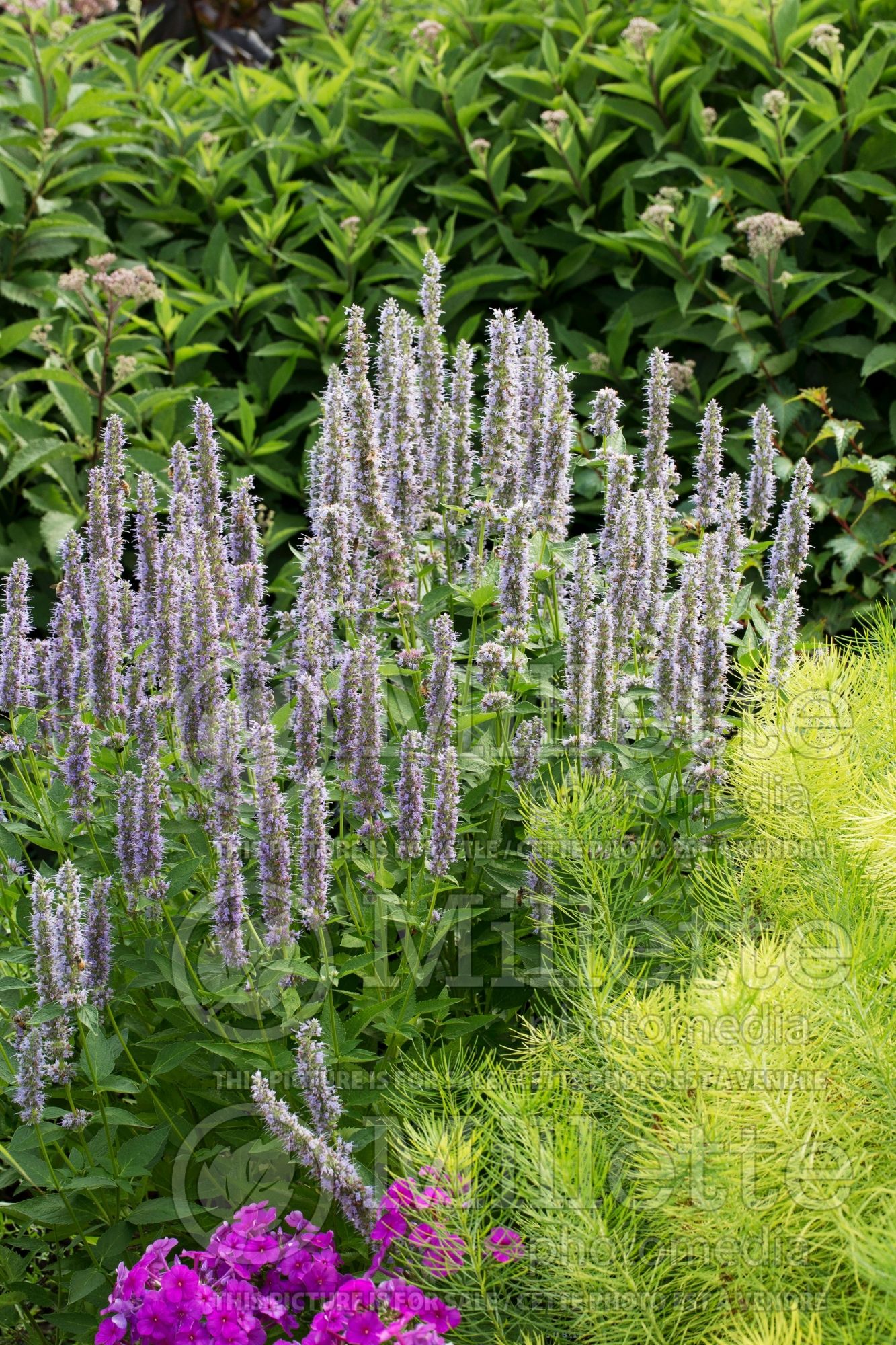 Agastache Blue Fortune (Hyssop) 10