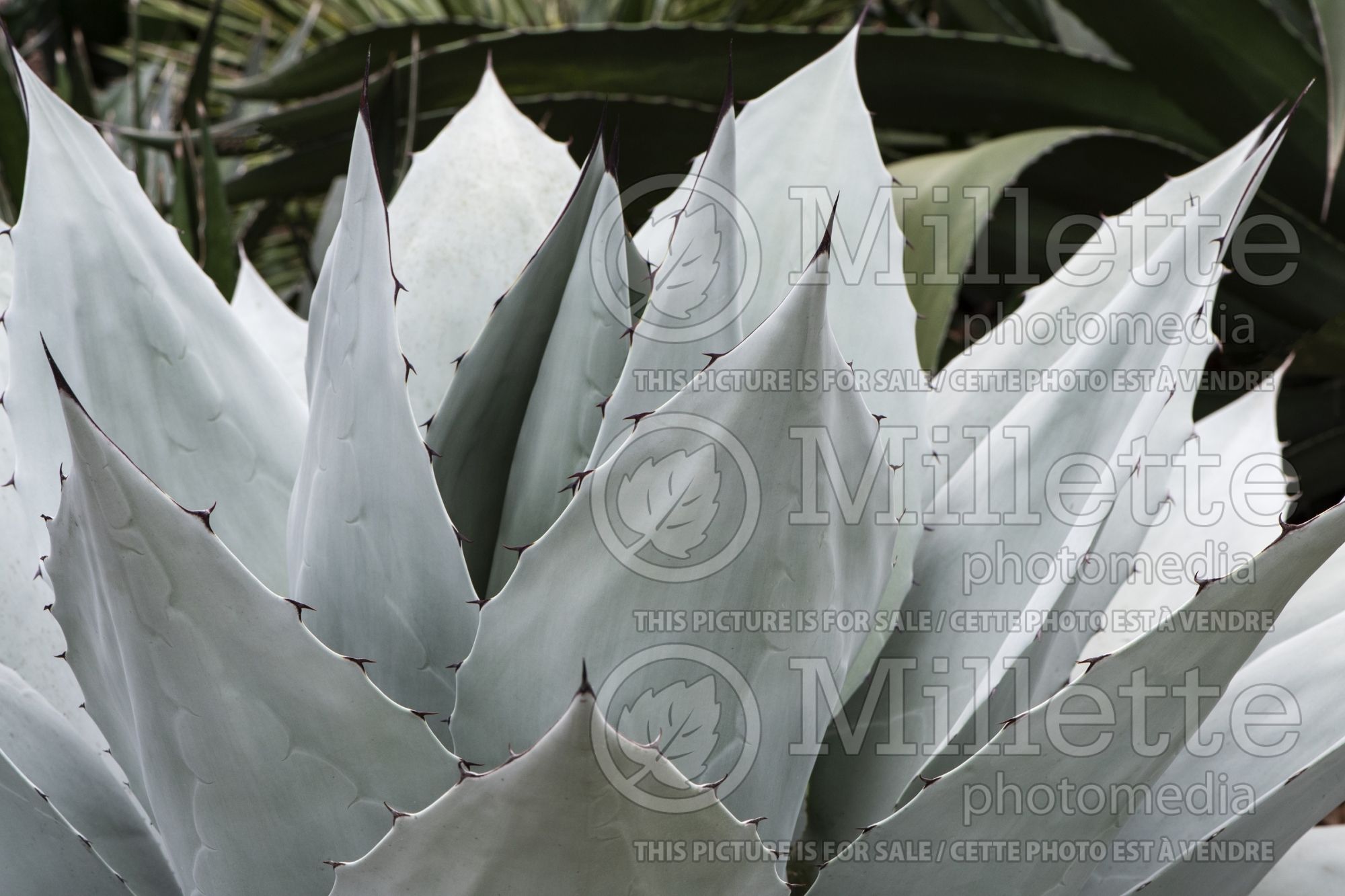 Agave ovatifolia (Whale's Tongue Agave) 2