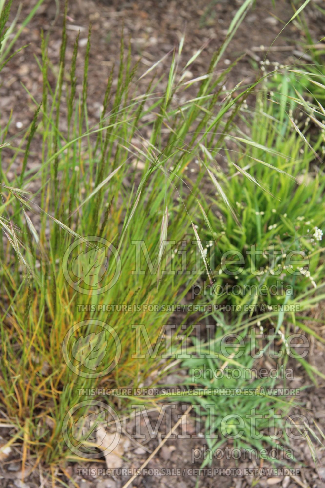 Agrostis capillaris (common bent, colonial bent, browntop ornamental grass) 1
