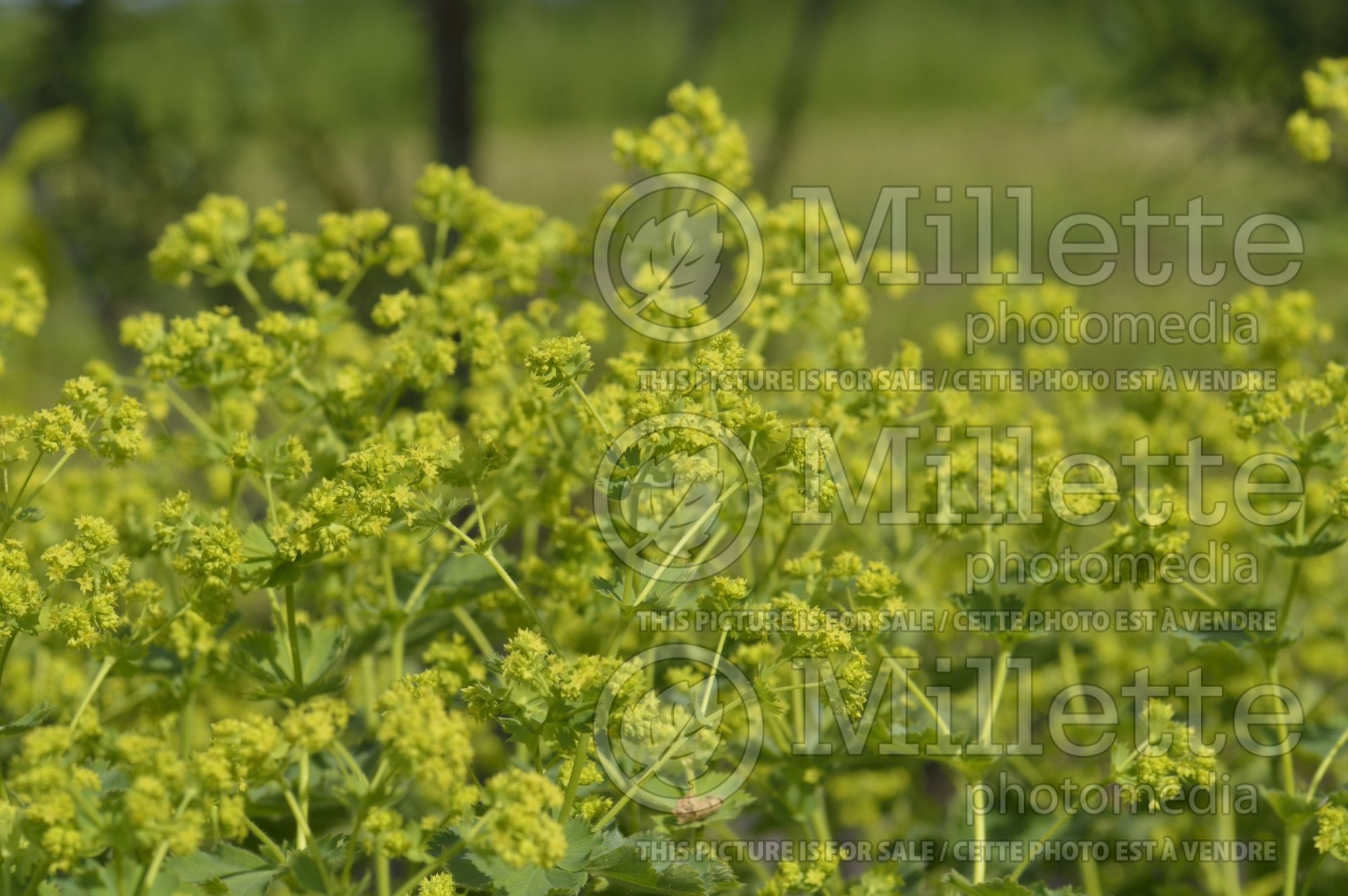 Alchemilla vulgaris (Lady's Mantle) 1