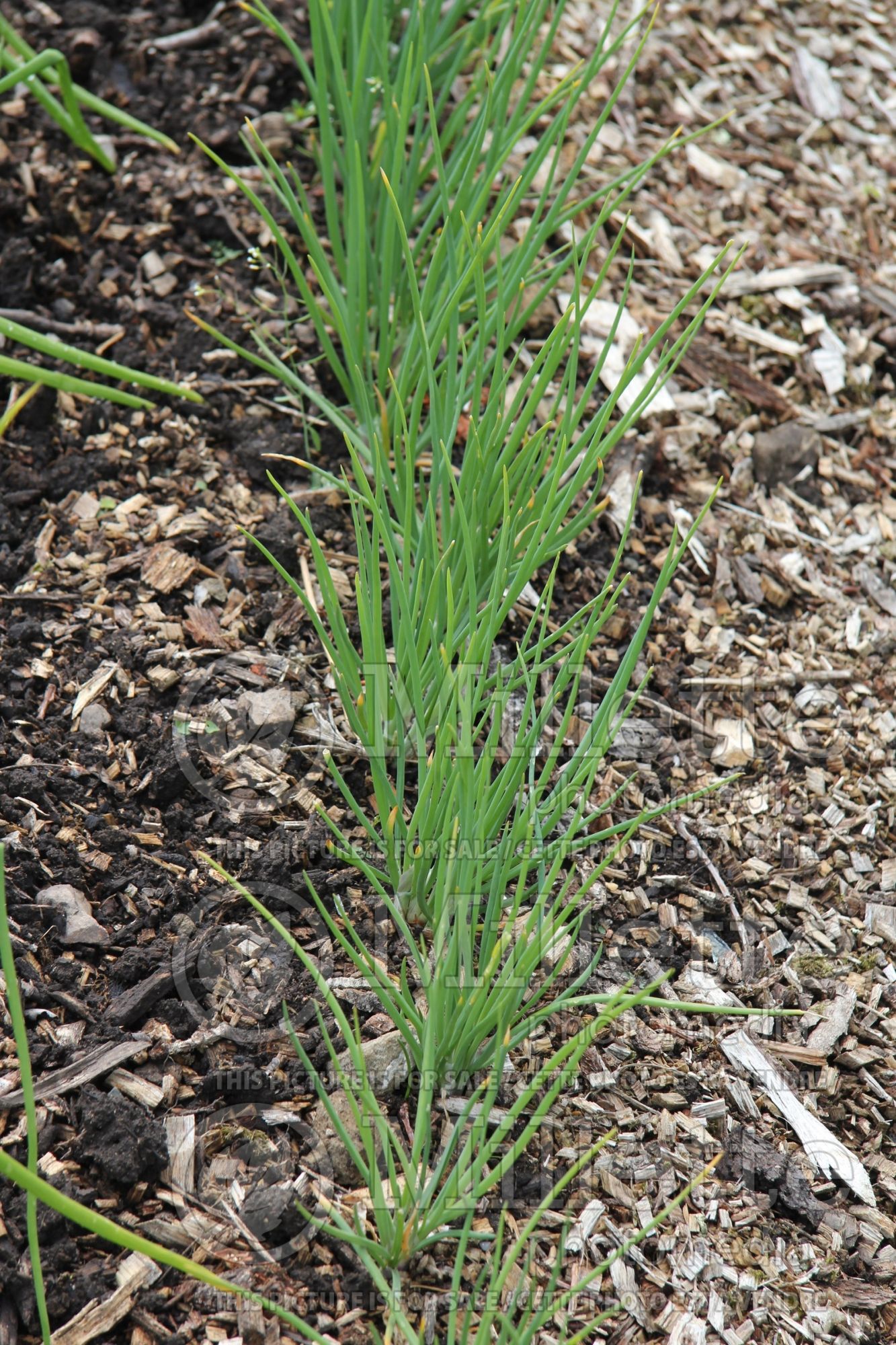 Allium Meloine (Ornamental Onion) 1