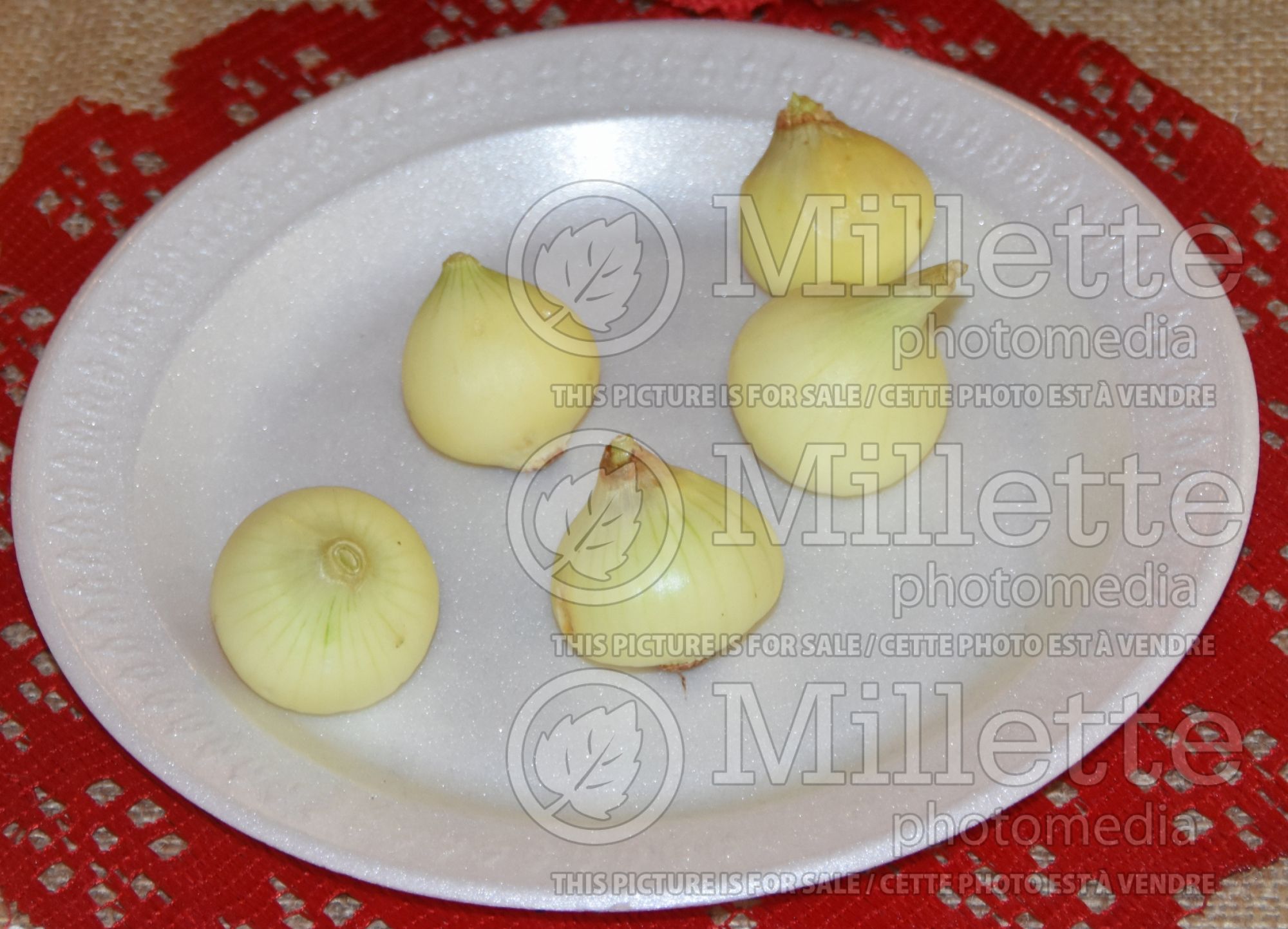 Allium Southport White Globe (Onion vegetable) 2