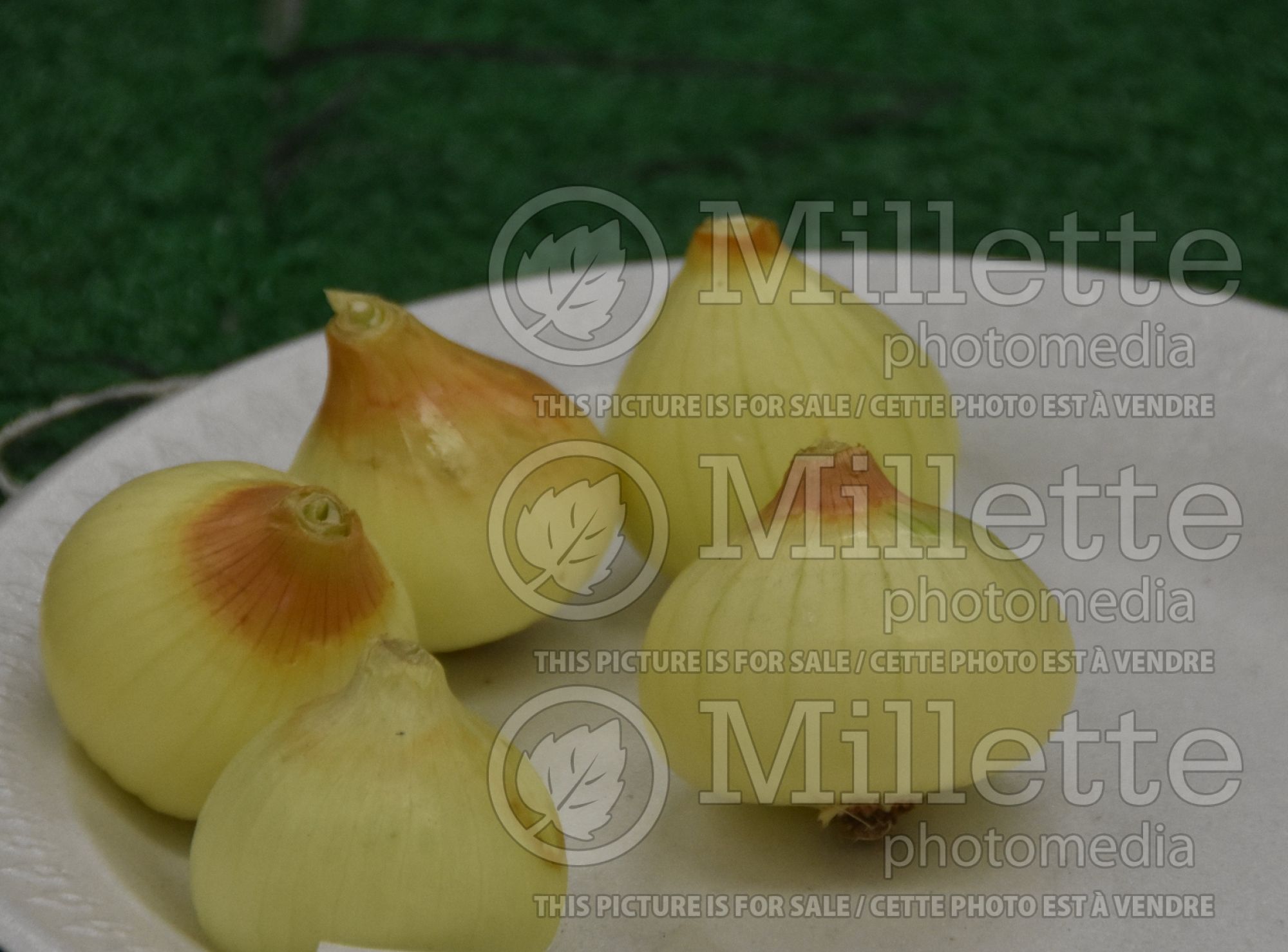 Allium Southport White Globe (Onion vegetable) 1