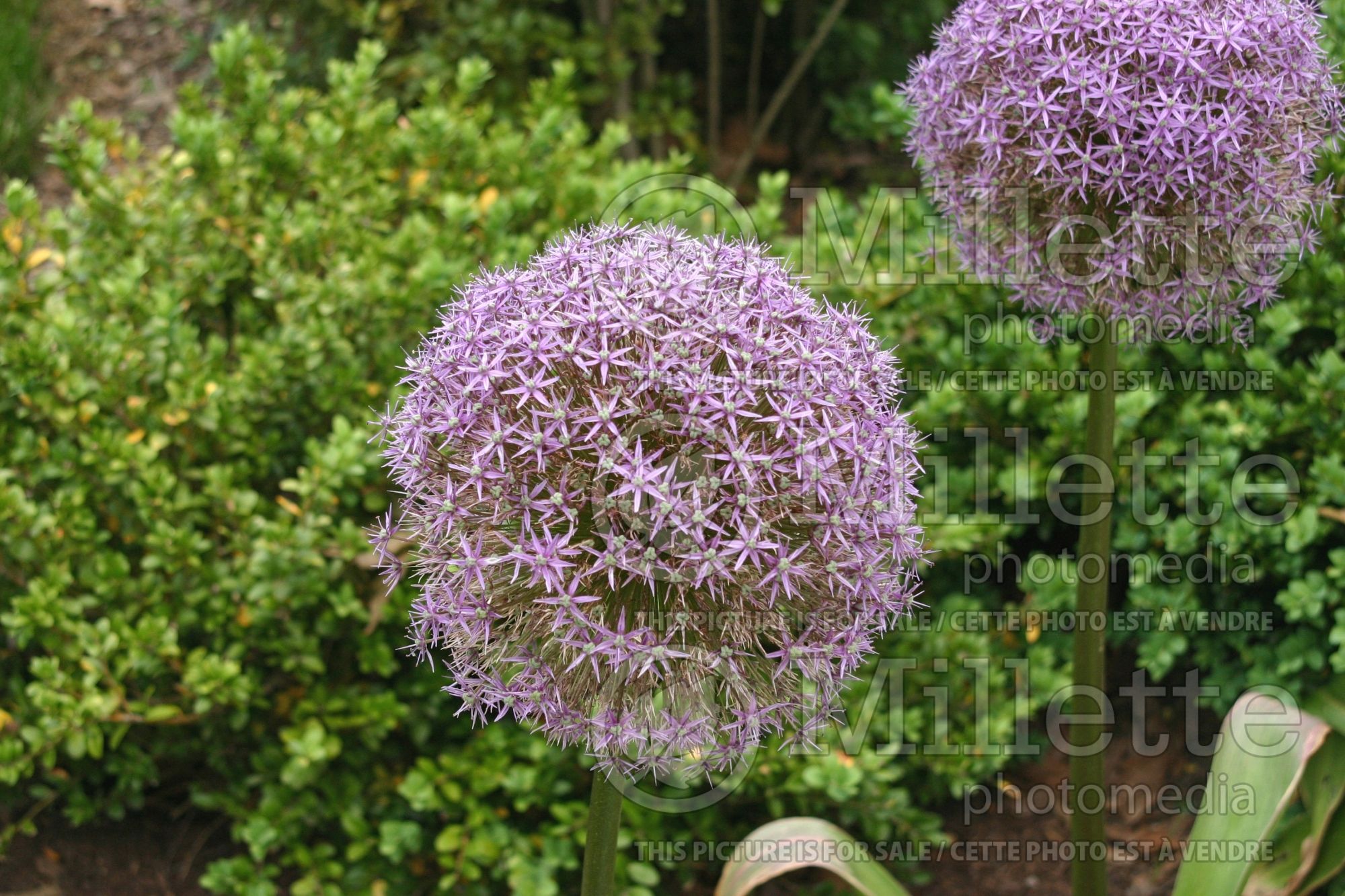 Allium Gladiator (Ail ornemental) 5