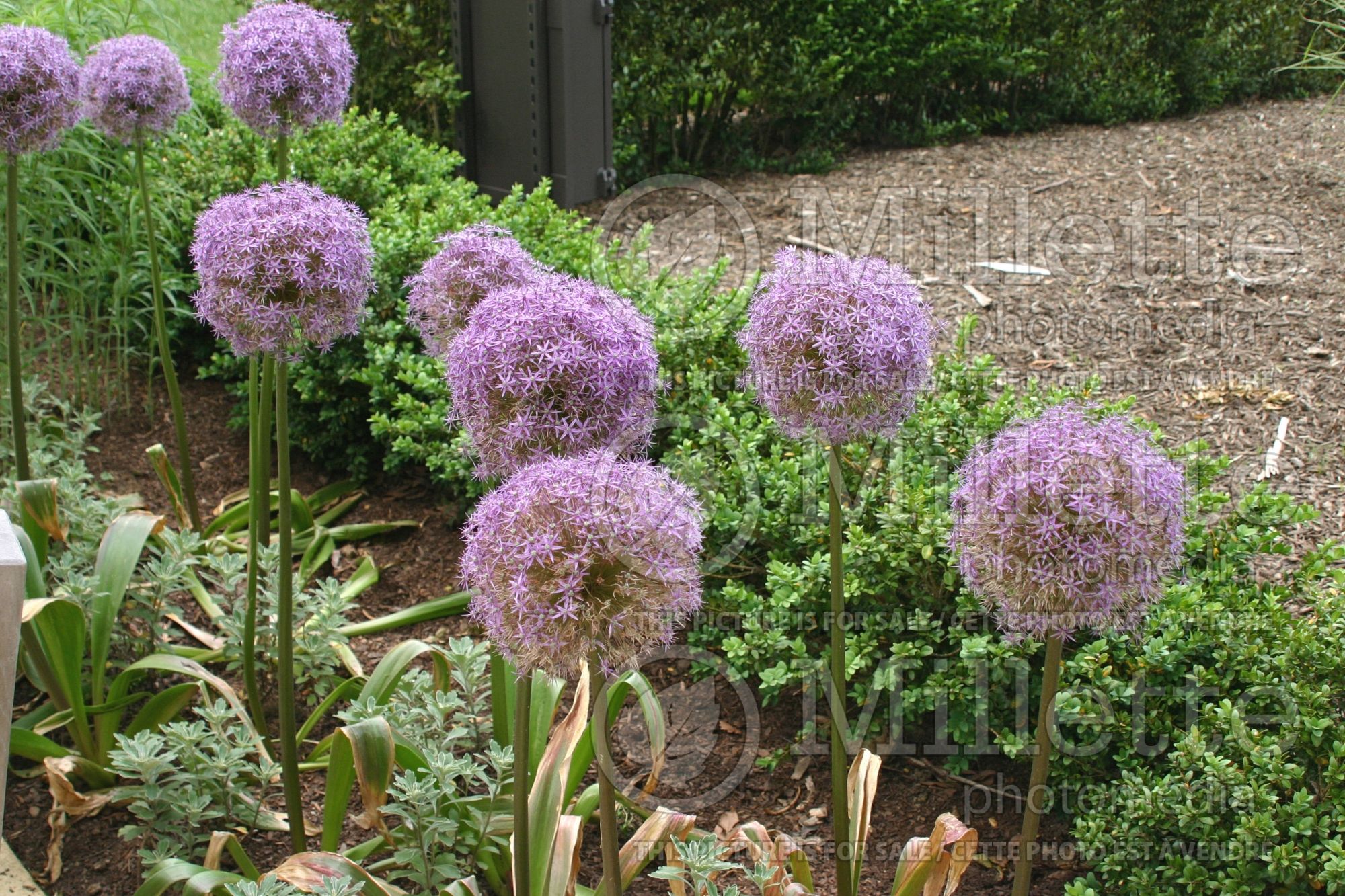 Allium Gladiator (Ornamental Onion) 6