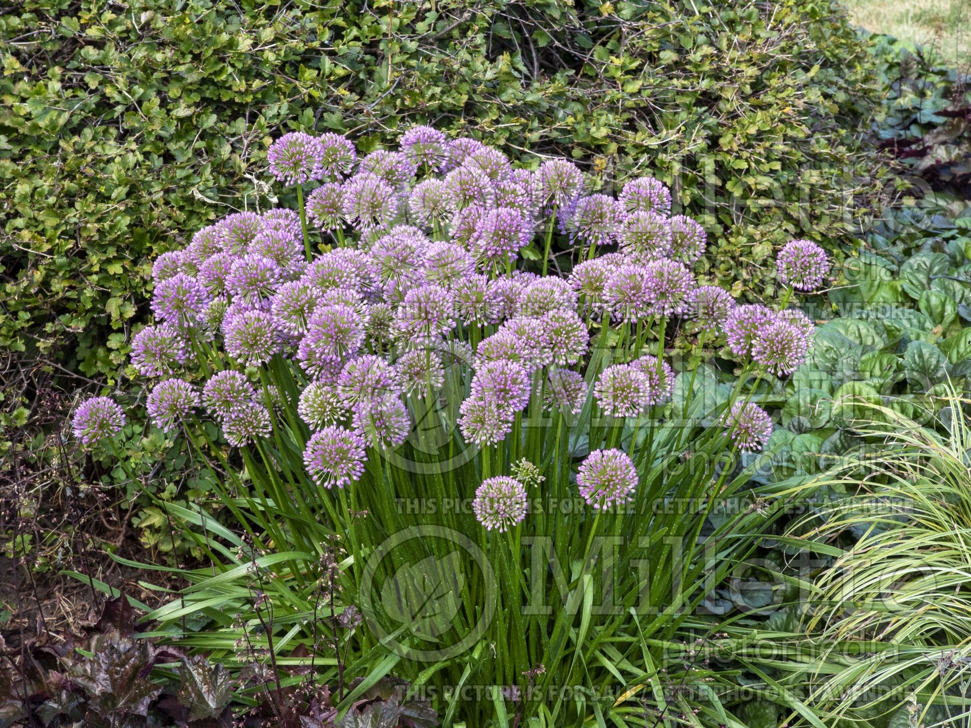 Allium Millenium (Ornamental Onion) 14