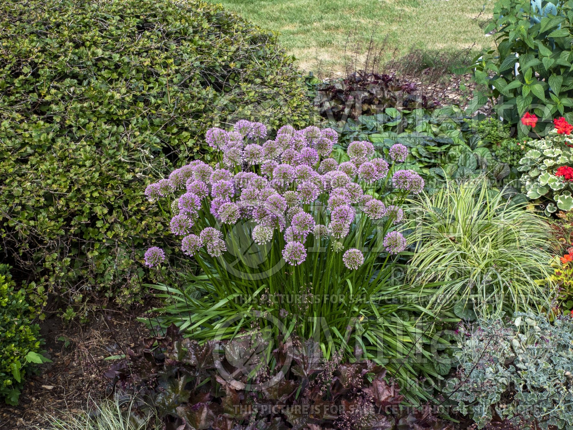 Allium Millenium (Ornamental Onion) 15