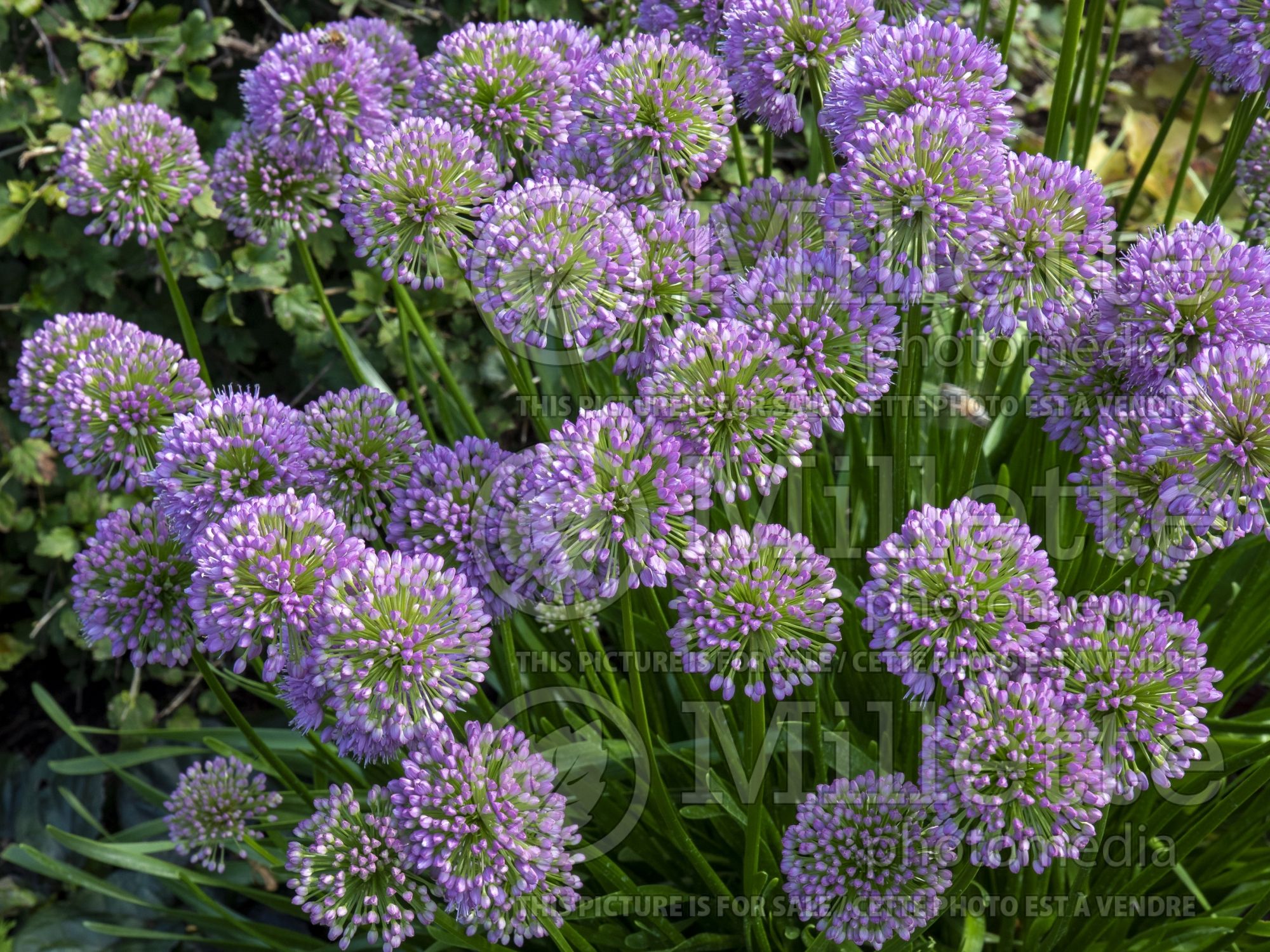 Allium Millenium (Ornamental Onion) 16