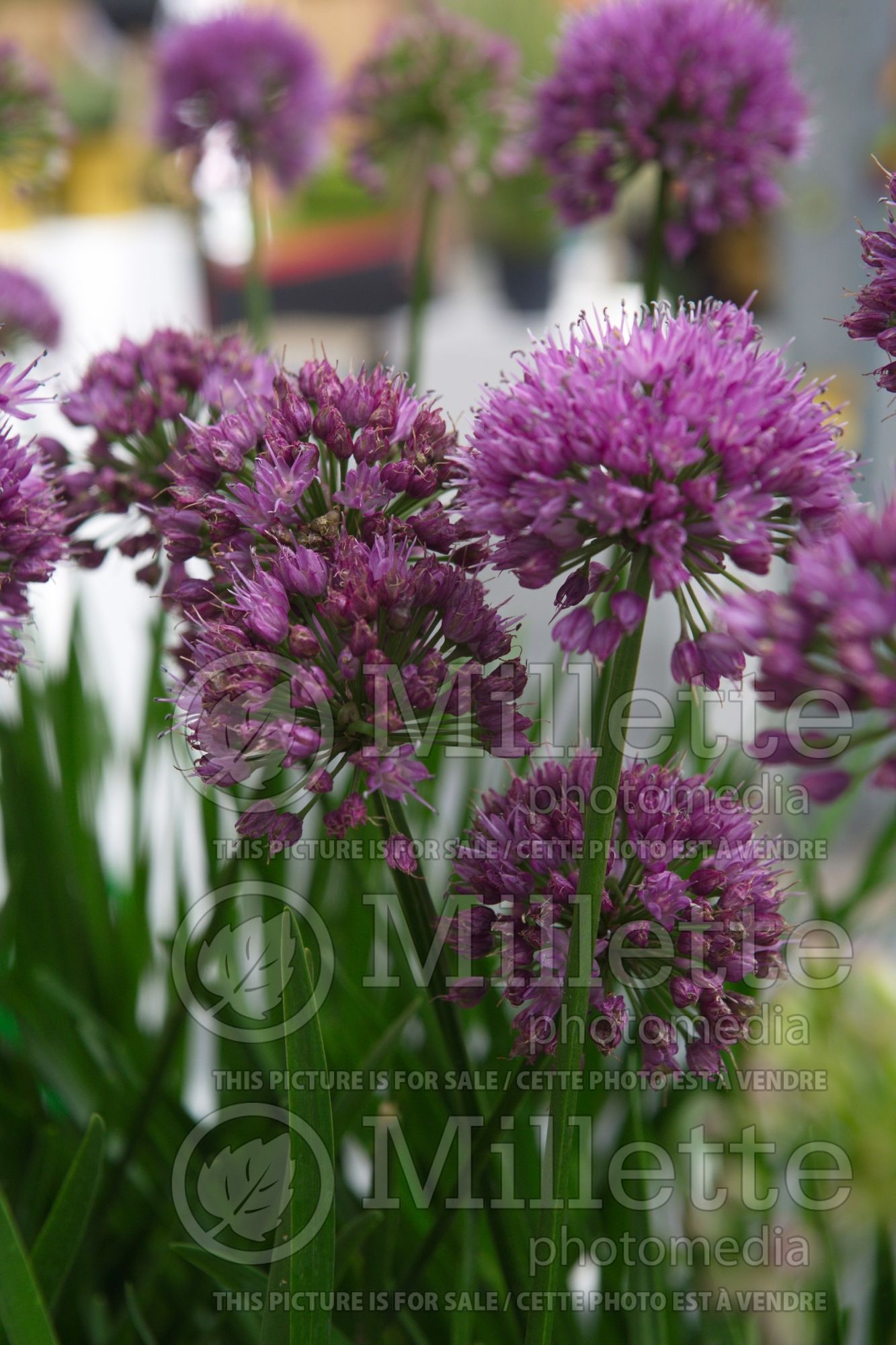 Allium Millenium (Ornamental Onion) 13