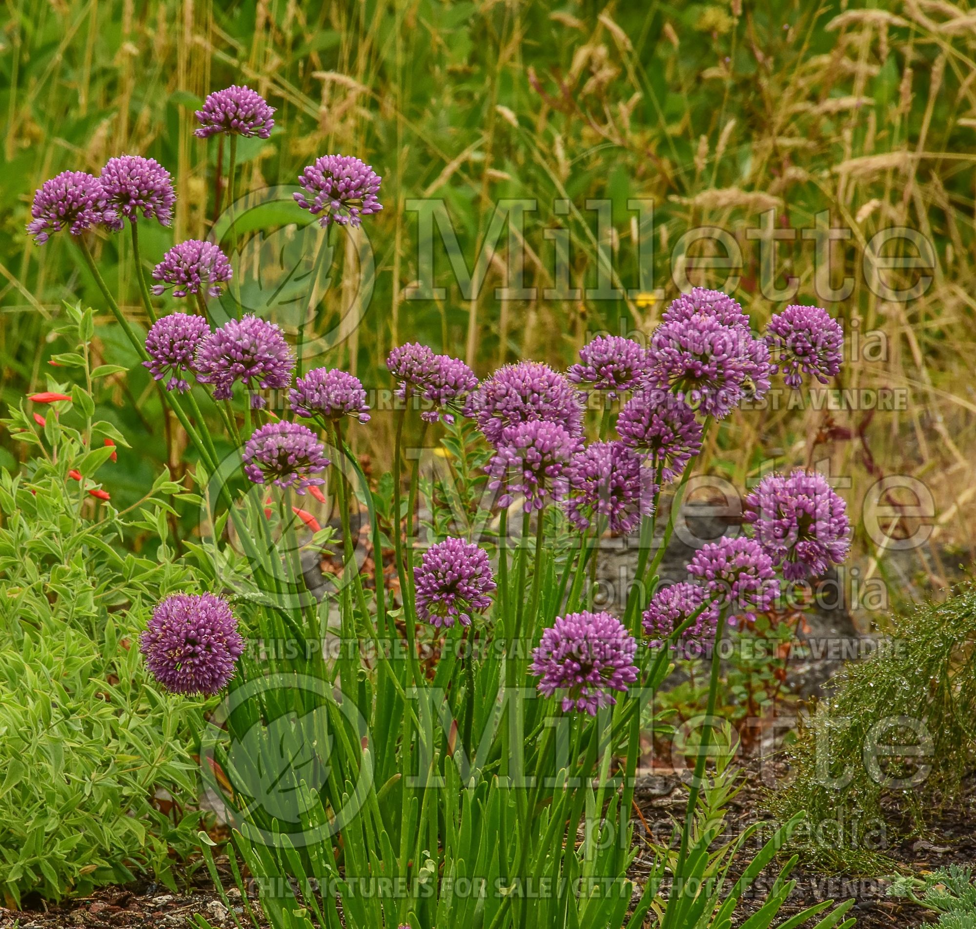 Allium Millenium (Ornamental Onion) 19