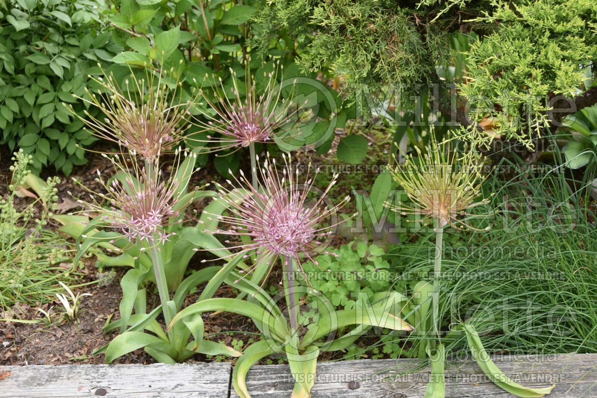 Allium schubertii (Ornamental Onion) 8