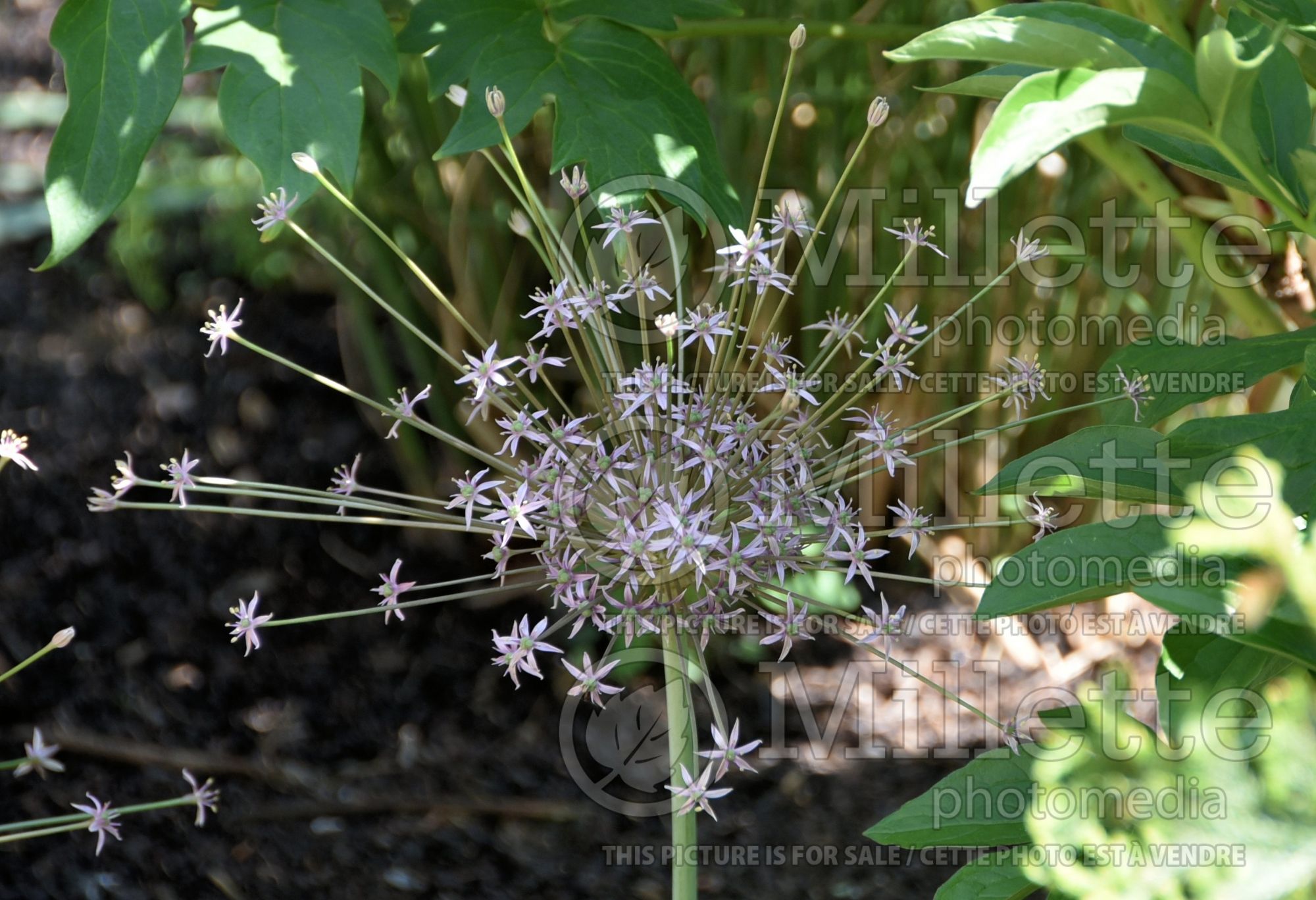 Allium schubertii (Ornamental Onion) 9
