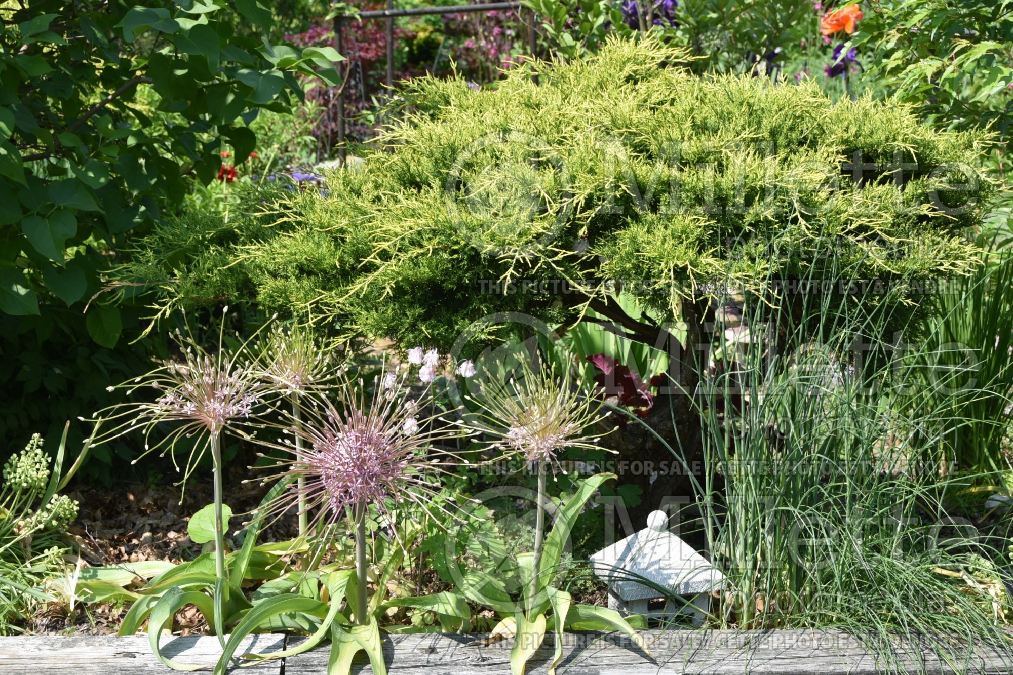 Allium schubertii (Ornamental Onion) 11