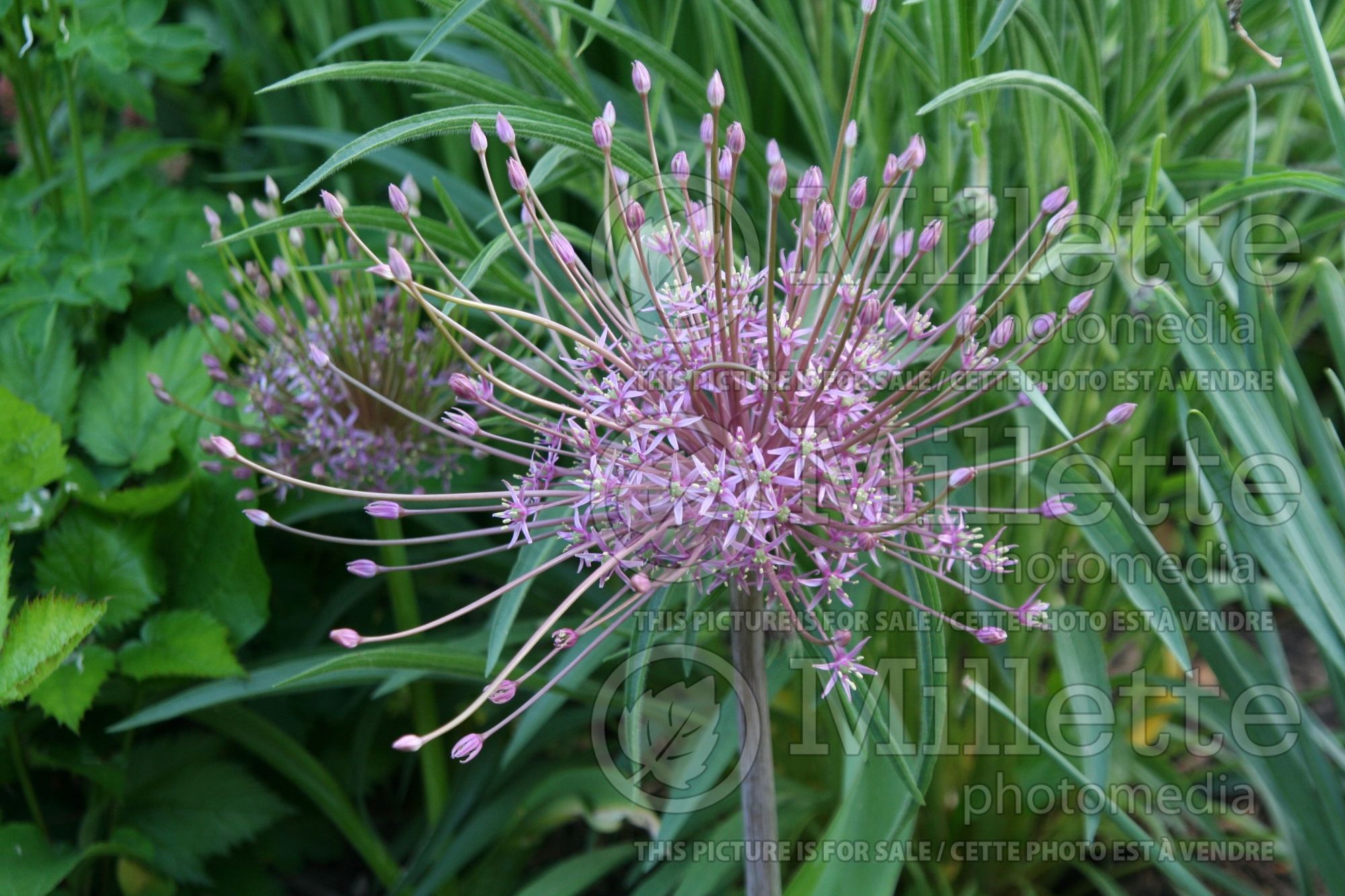 Allium schubertii (Ornamental Onion) 3