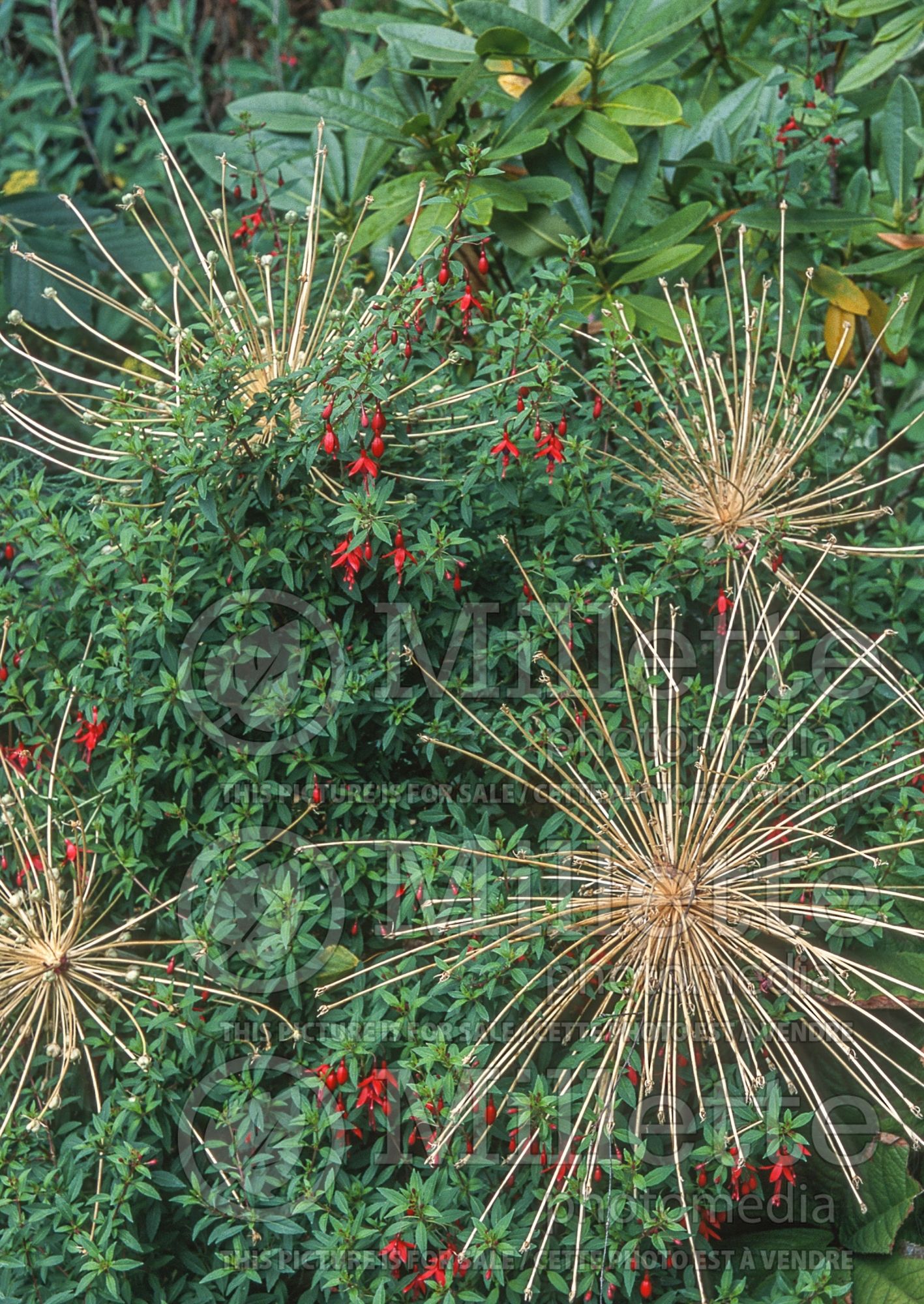 Allium schubertii (Ornamental Onion) 13
