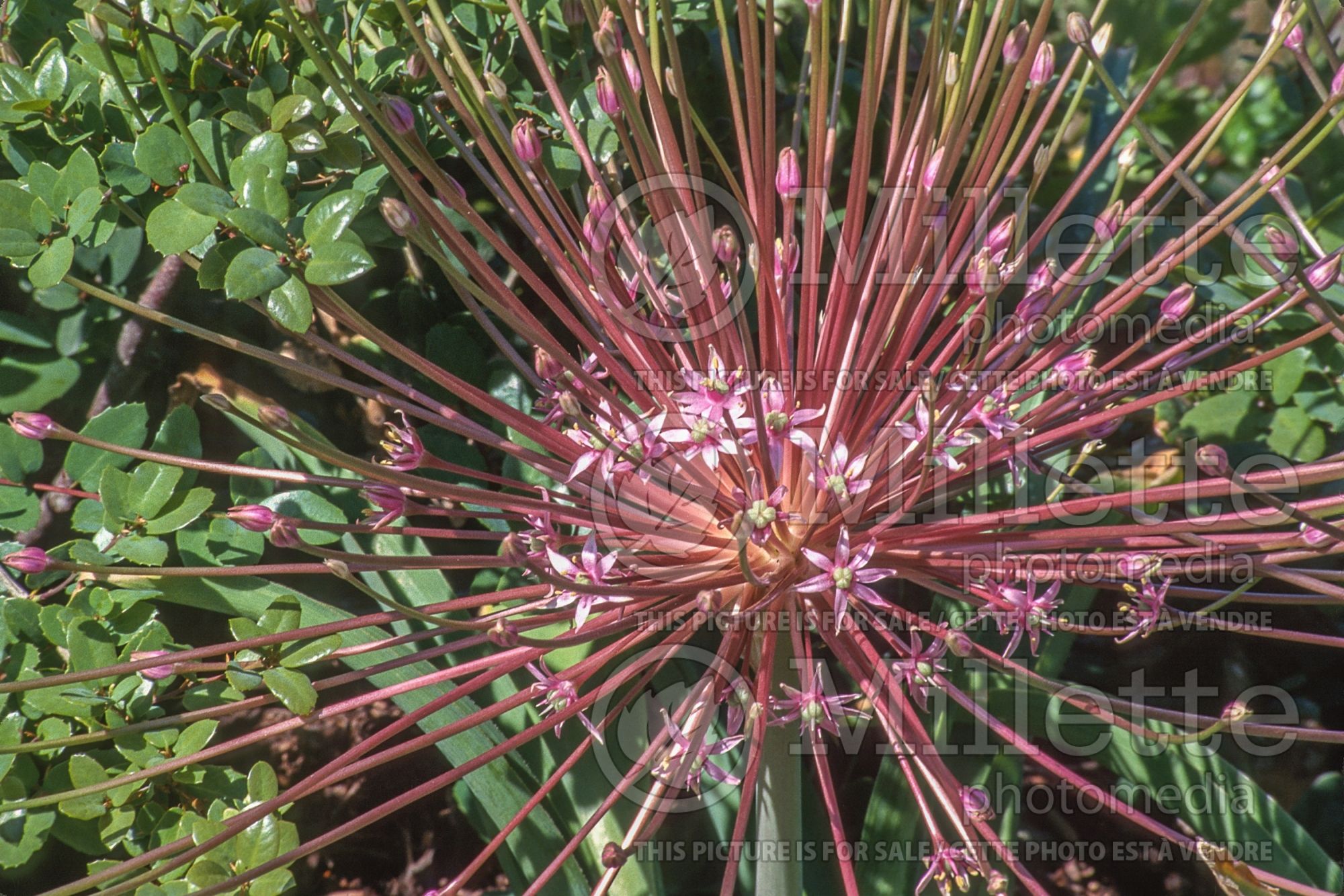 Allium schubertii (Ornamental Onion) 14