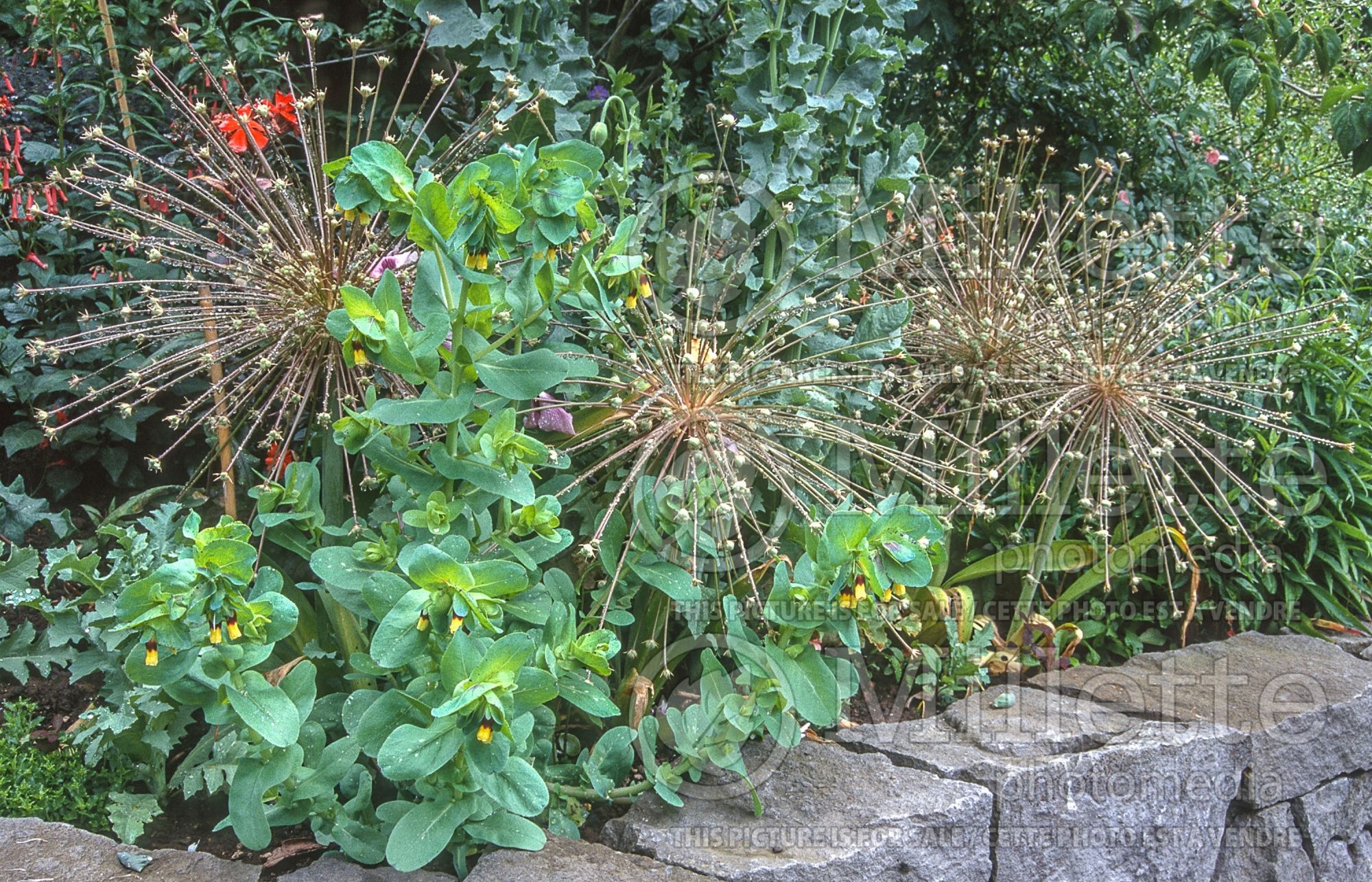 Allium schubertii (Ornamental Onion) 16