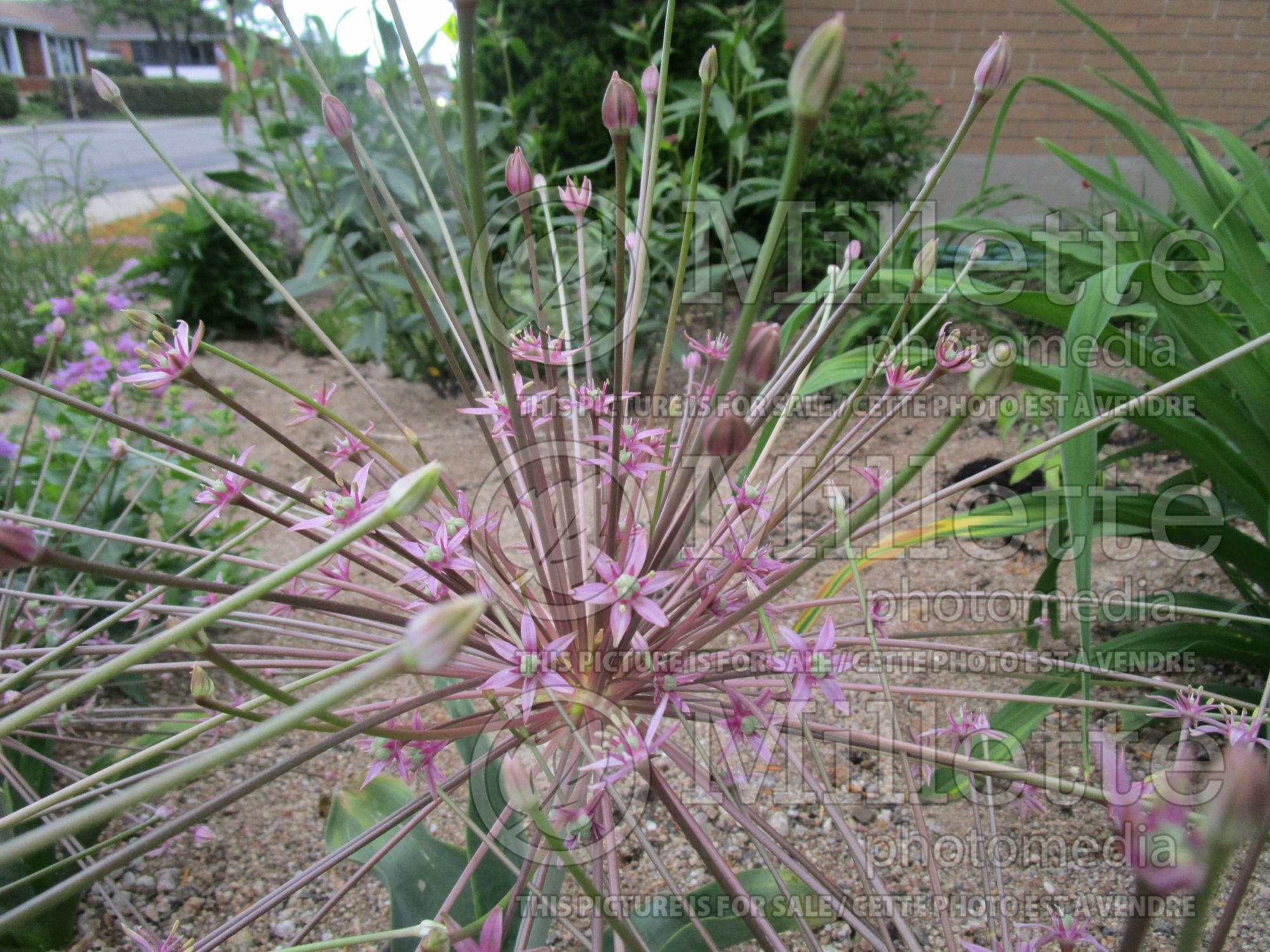 Allium schubertii (Ornamental Onion) 6