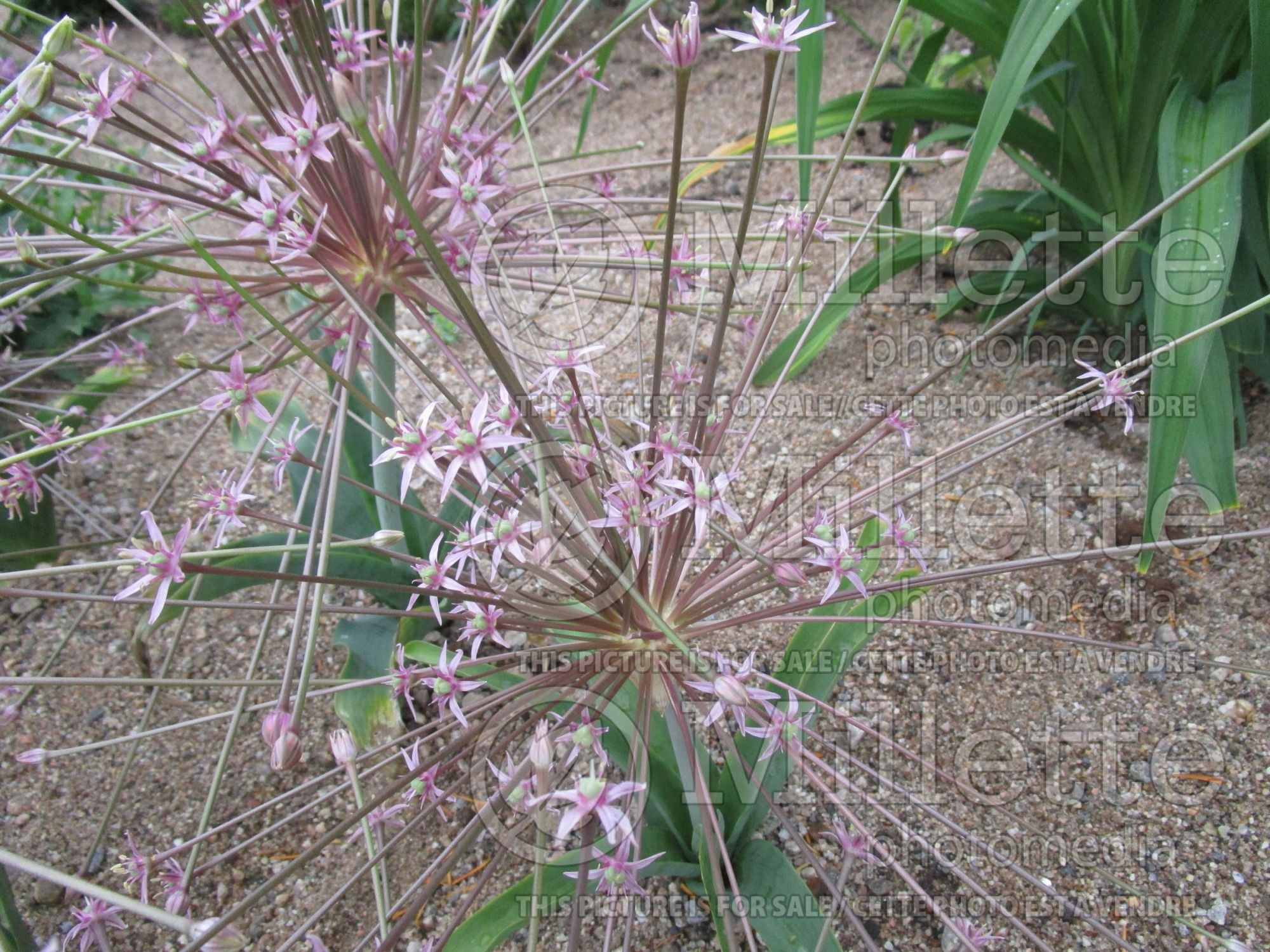 Allium schubertii (Ornamental Onion) 7